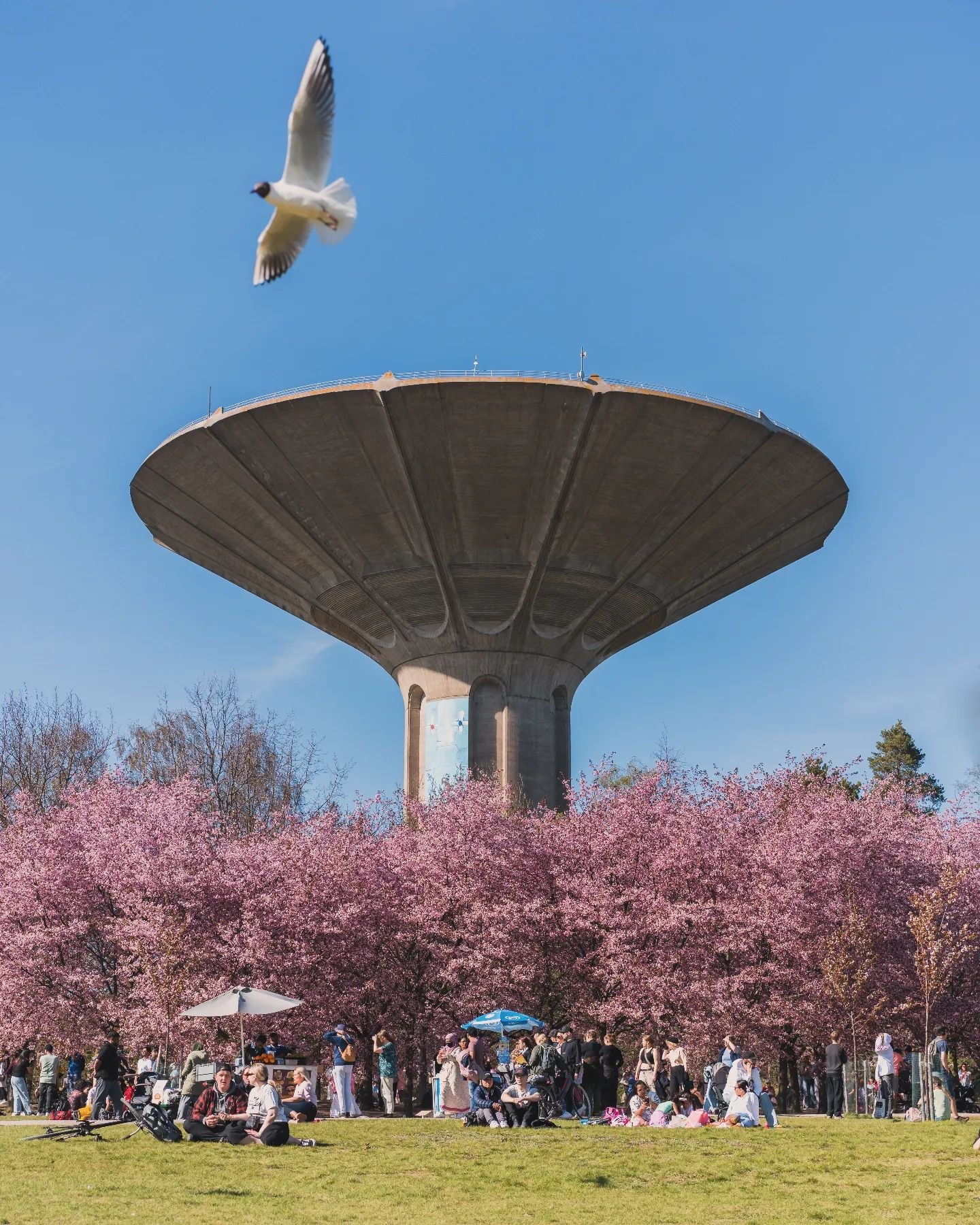 Cherry cherry ft. Steven the Seagull! 🌸🕊 Now is the time to go see the cherry blossoms in Roihuvuori cherry tree park if you are in Helsinki! Have you already been there? 💁🏻&zwj;♂️ #roihuvuorenkirsikkapuisto #cherryblossom #helsinki