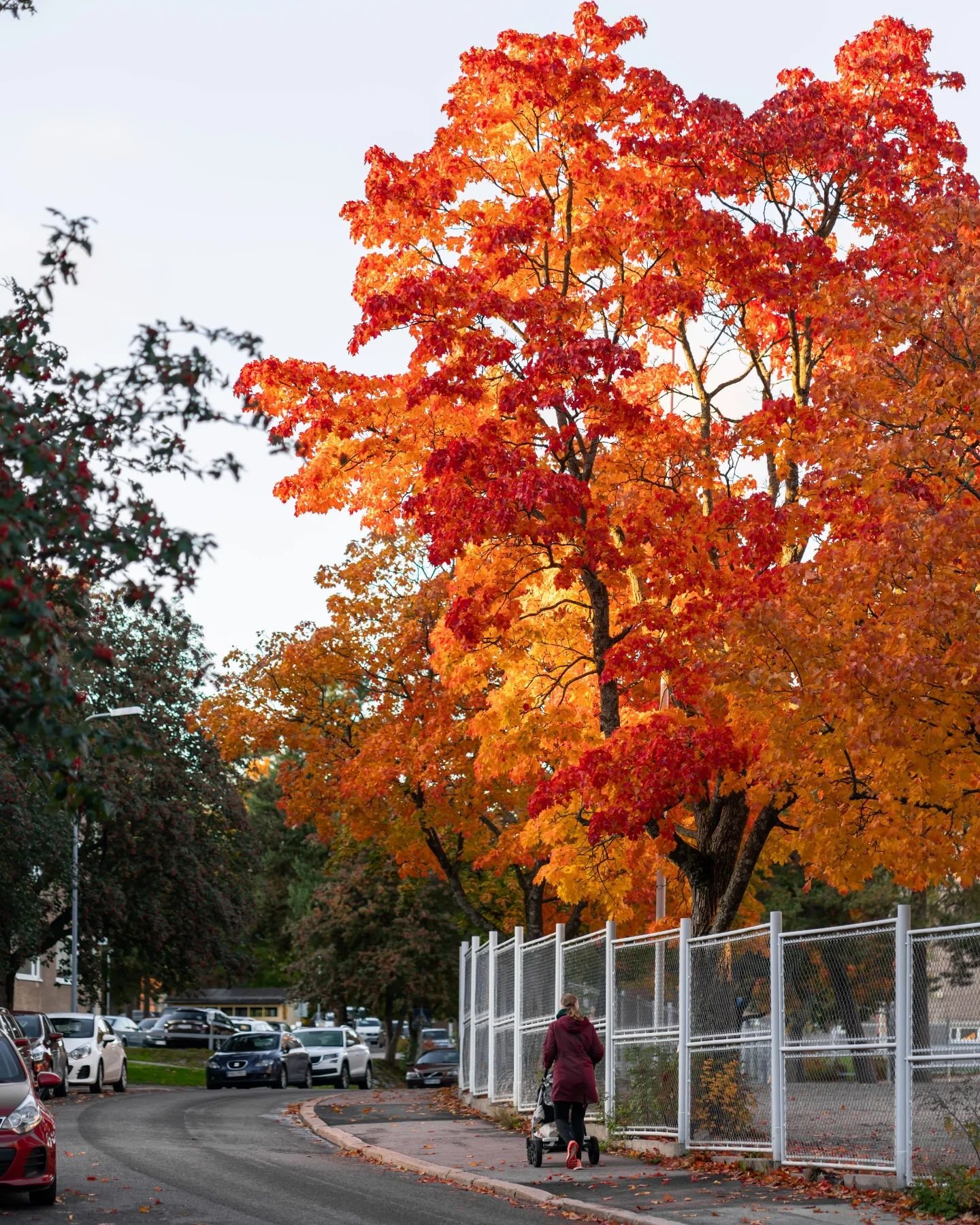 There's just something special about autumn! 🍂🤩 Views along Tolarintie street in Pohjois-Haaga district one autumn day 📸 #pohjoishaaga #haaga #Helsinki

#helsinkilove #Myhelsinki #OurFinland #Finland #visitHelsinki #Visitfinland #visitfinlandjp #O