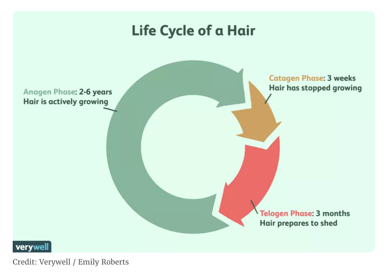 Holistic hair growth protocol for women in their 40s and 50s featuring DHT blockers for thinning hair, scalp circulation through exercise, and nutrient-dense juicing to extend the anagen growth phase.
