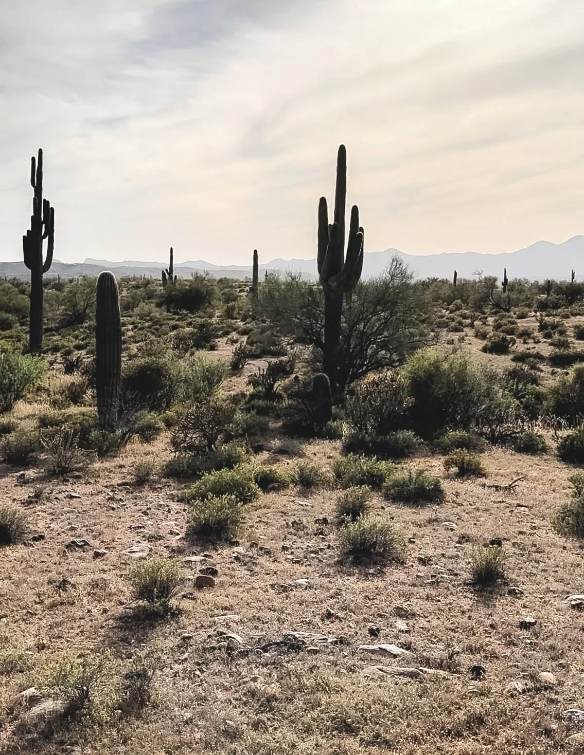 Arizona.jpg