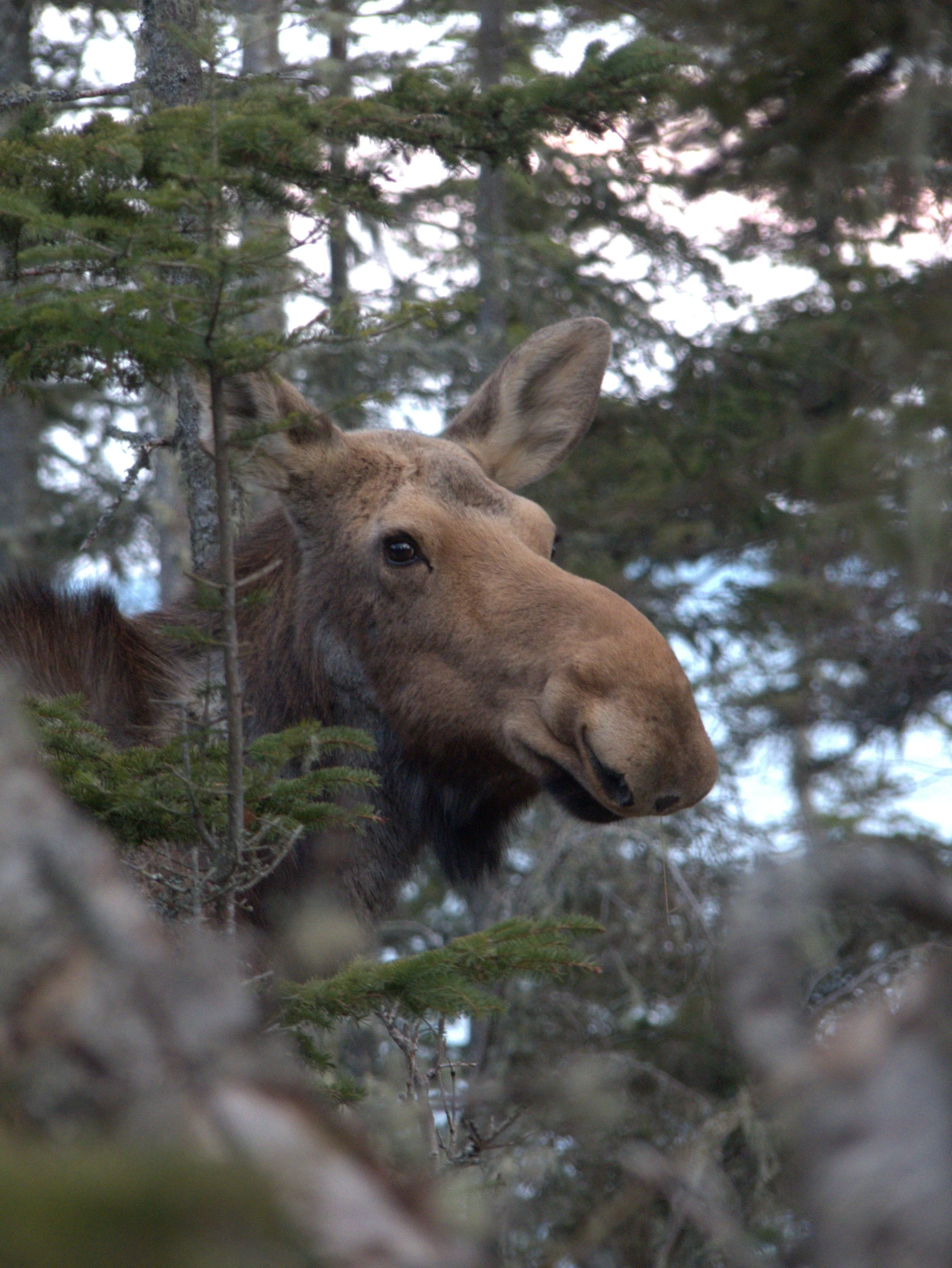 Cow Moose Portrait, by Raymond Dumas