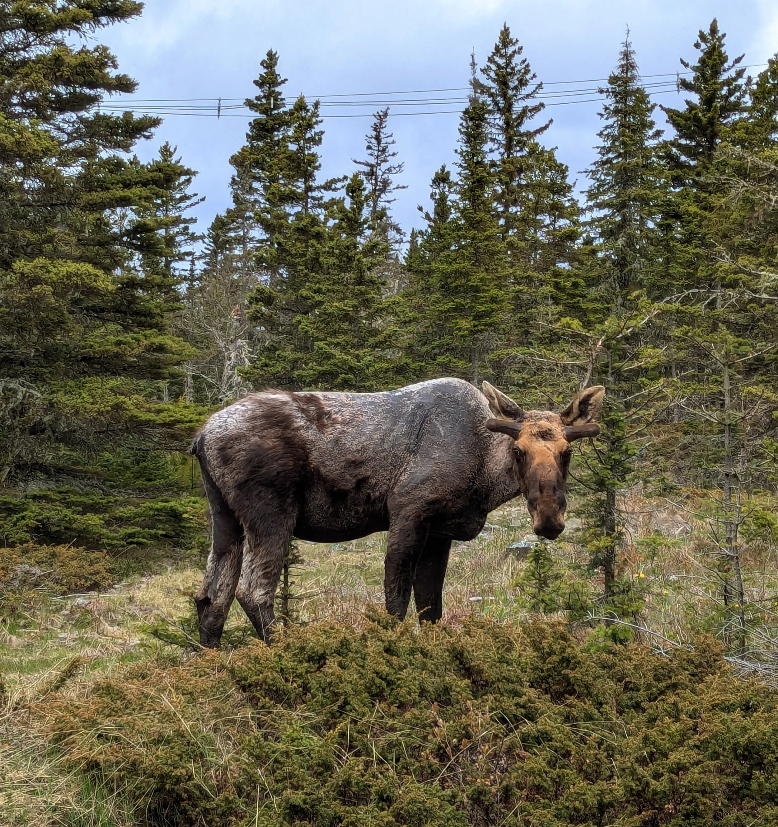 Bullwinkle, by Jessica Schultz