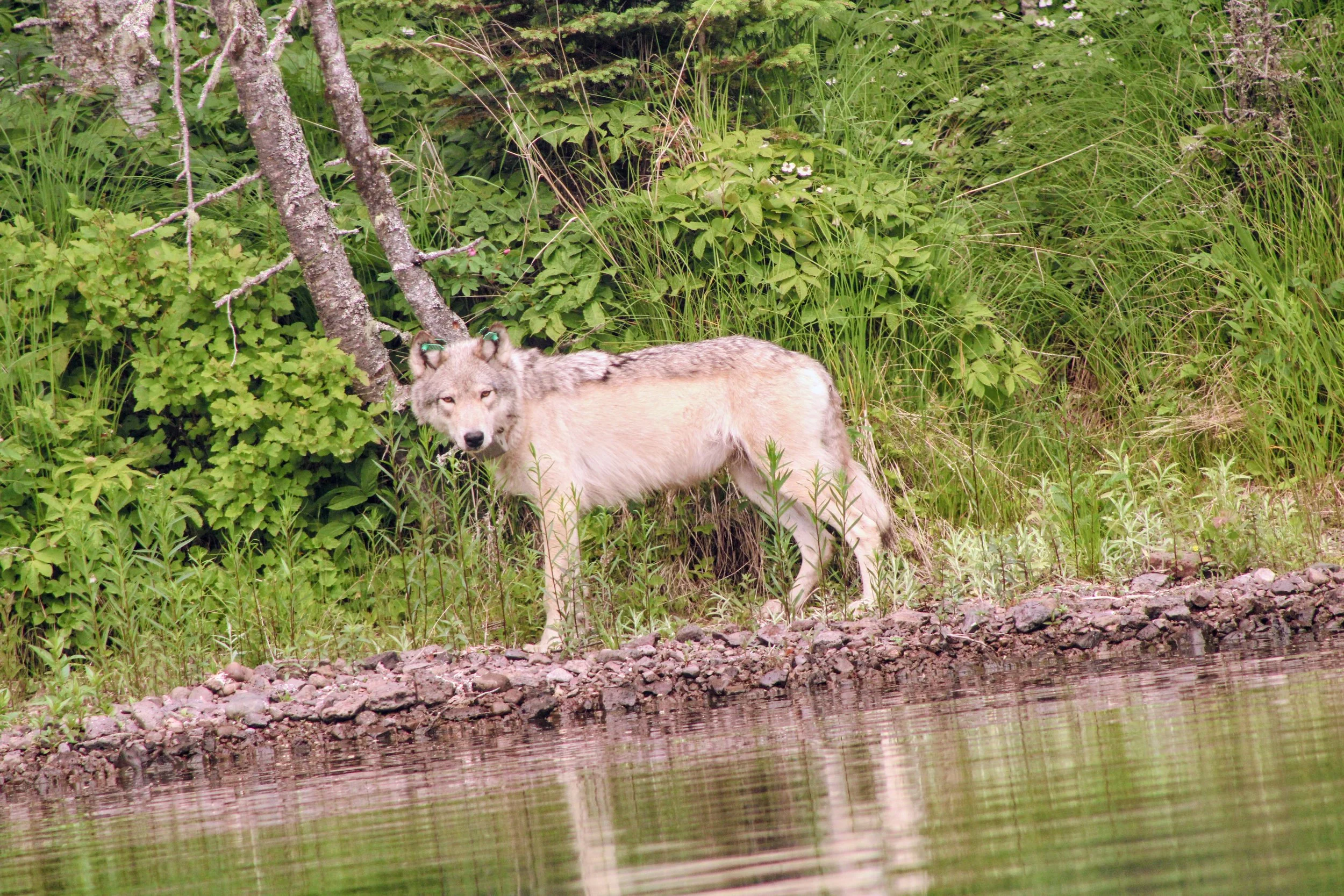 Isle Royale 2026, by Anna Bauers