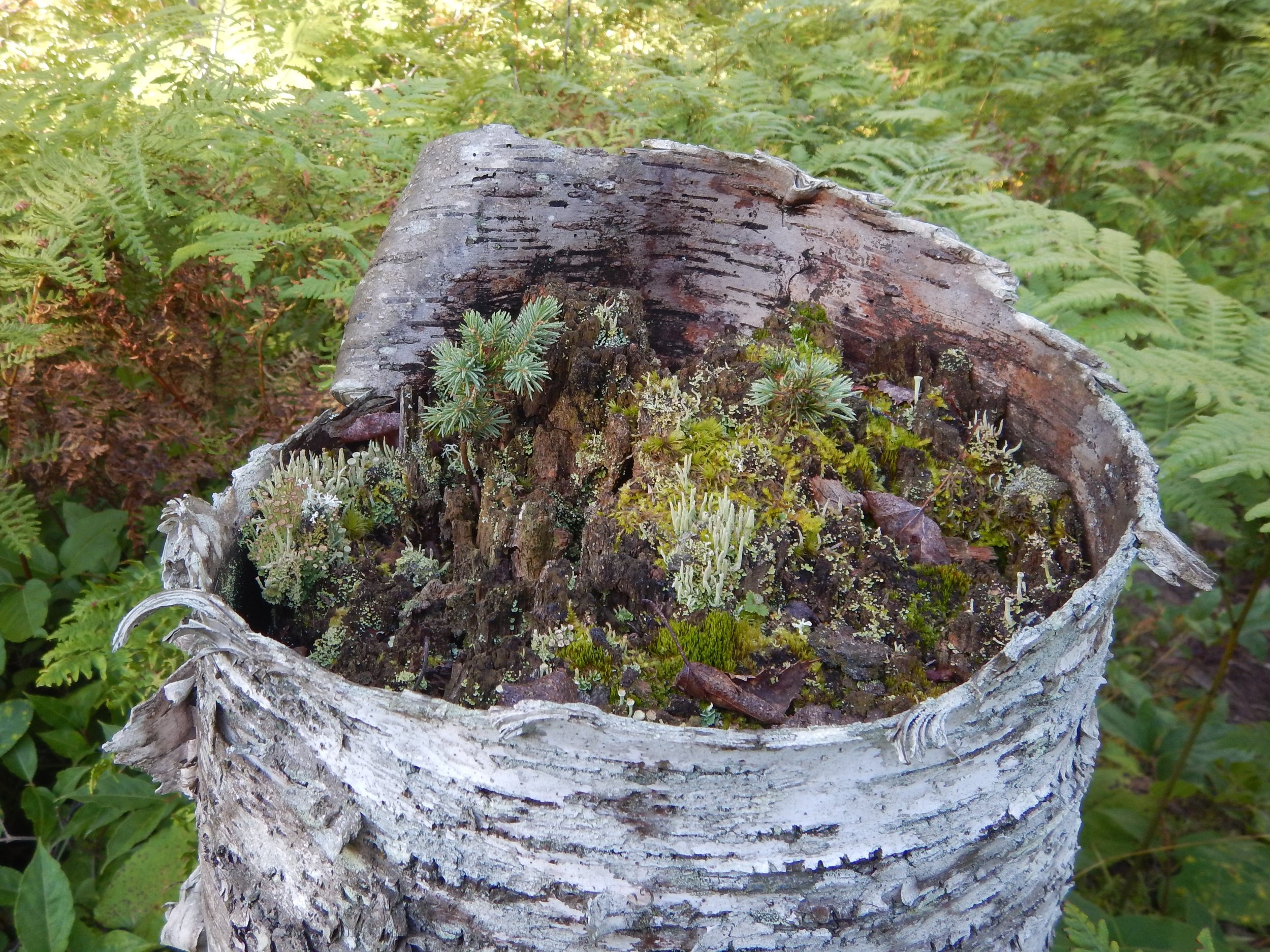 A World Within a Birch Stump, by Ati Tislerics