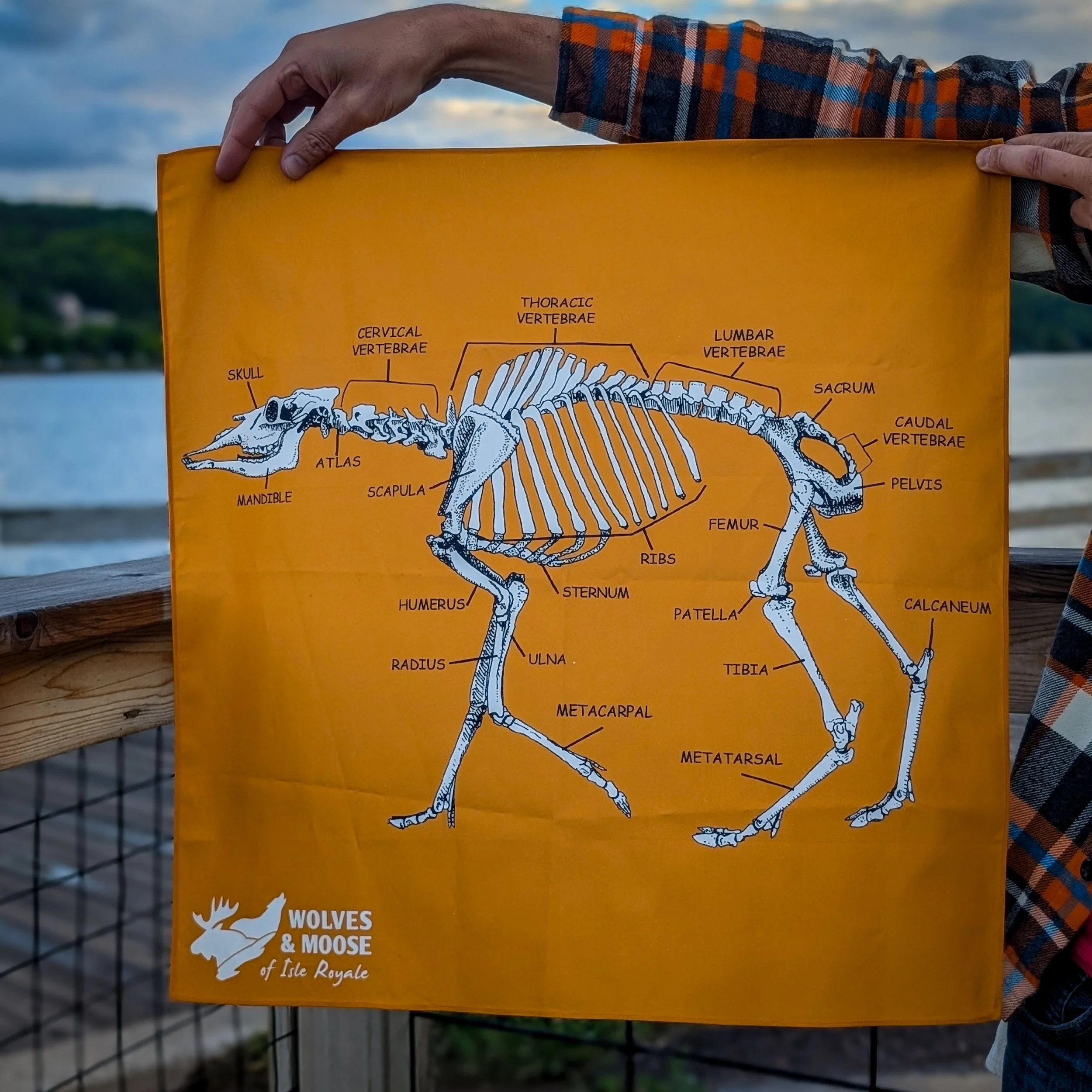 Moose Skeleton Bone ID Bandana | Field Gear