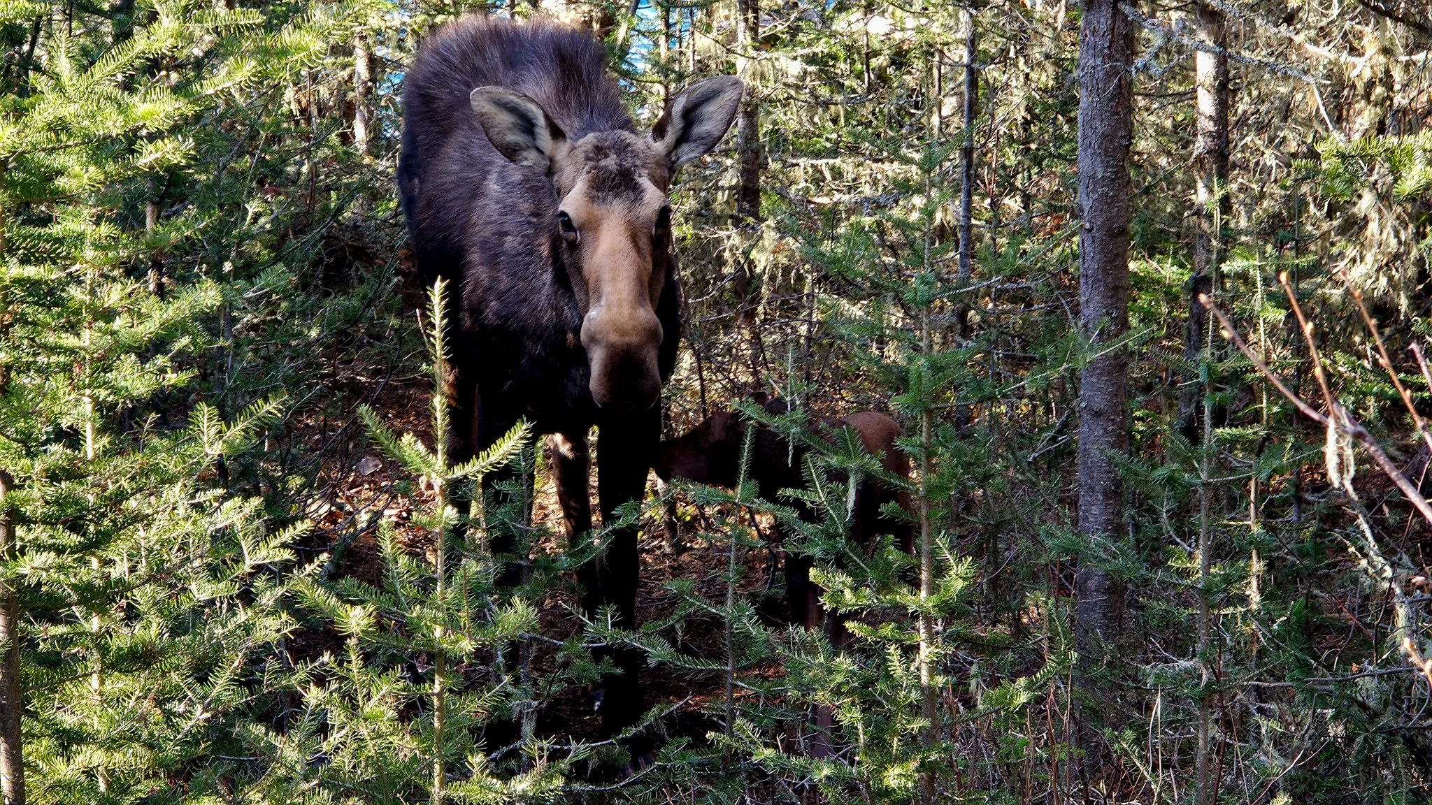 Cow & Calf Moose on Raspberry Island, by Raymond Dumas