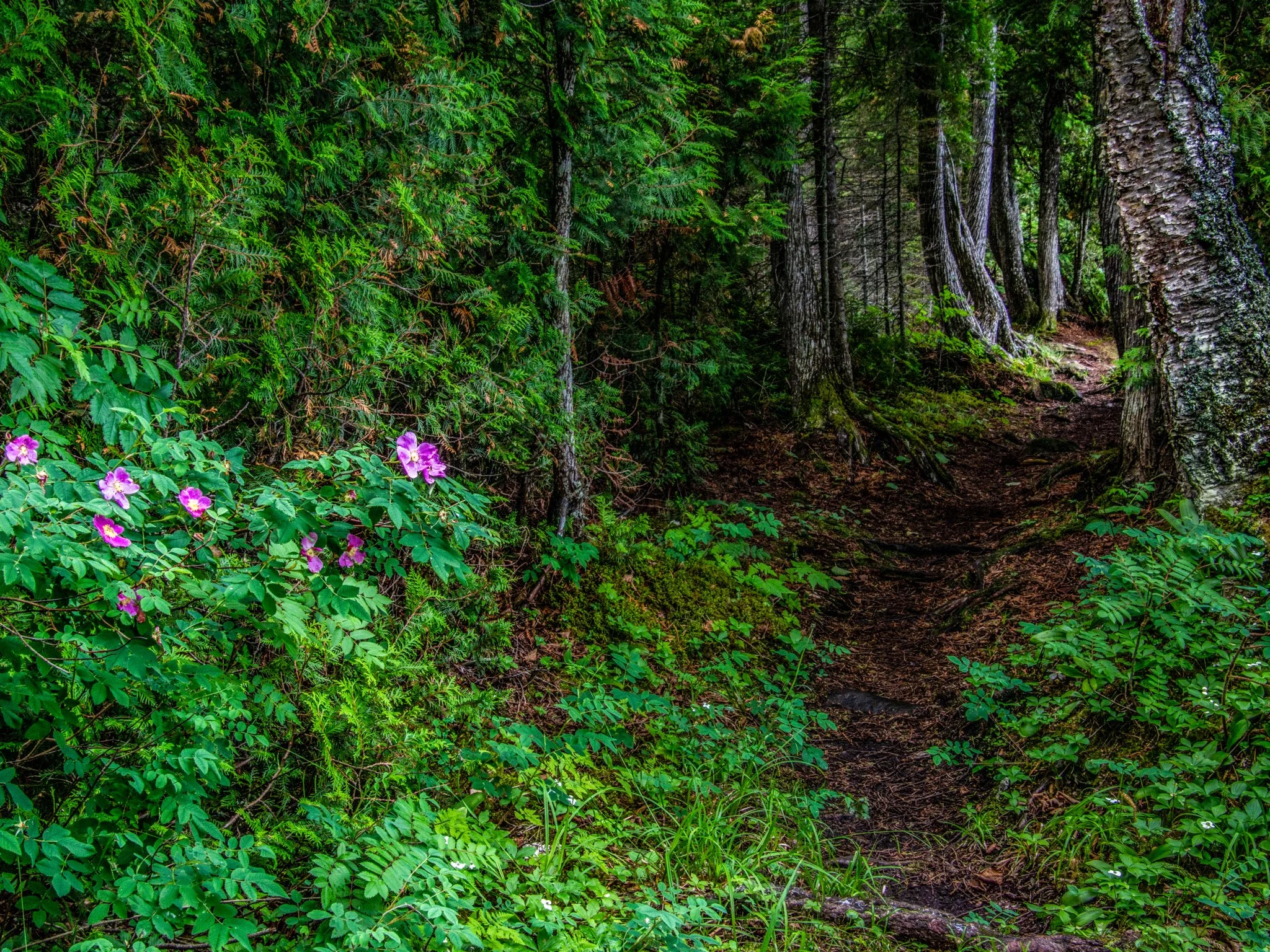 Hugginin Cove - Light at the End of the Tunnel, by Jennifer Lindberg