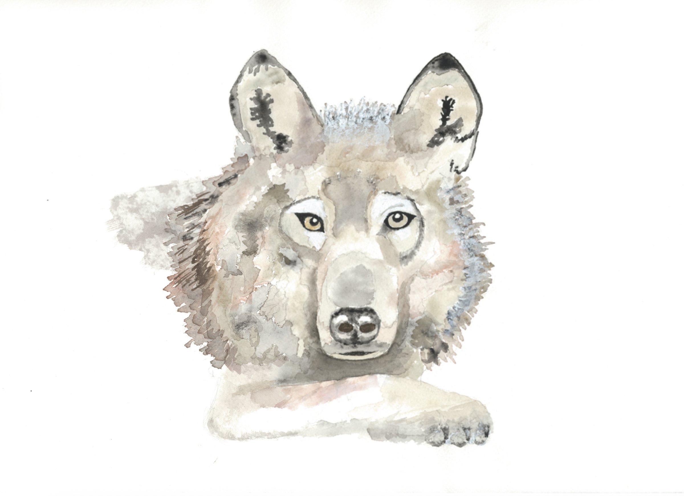 Isle Royale Wolf: Signed Print of an Original Watercolor by Rolf O. Peterson