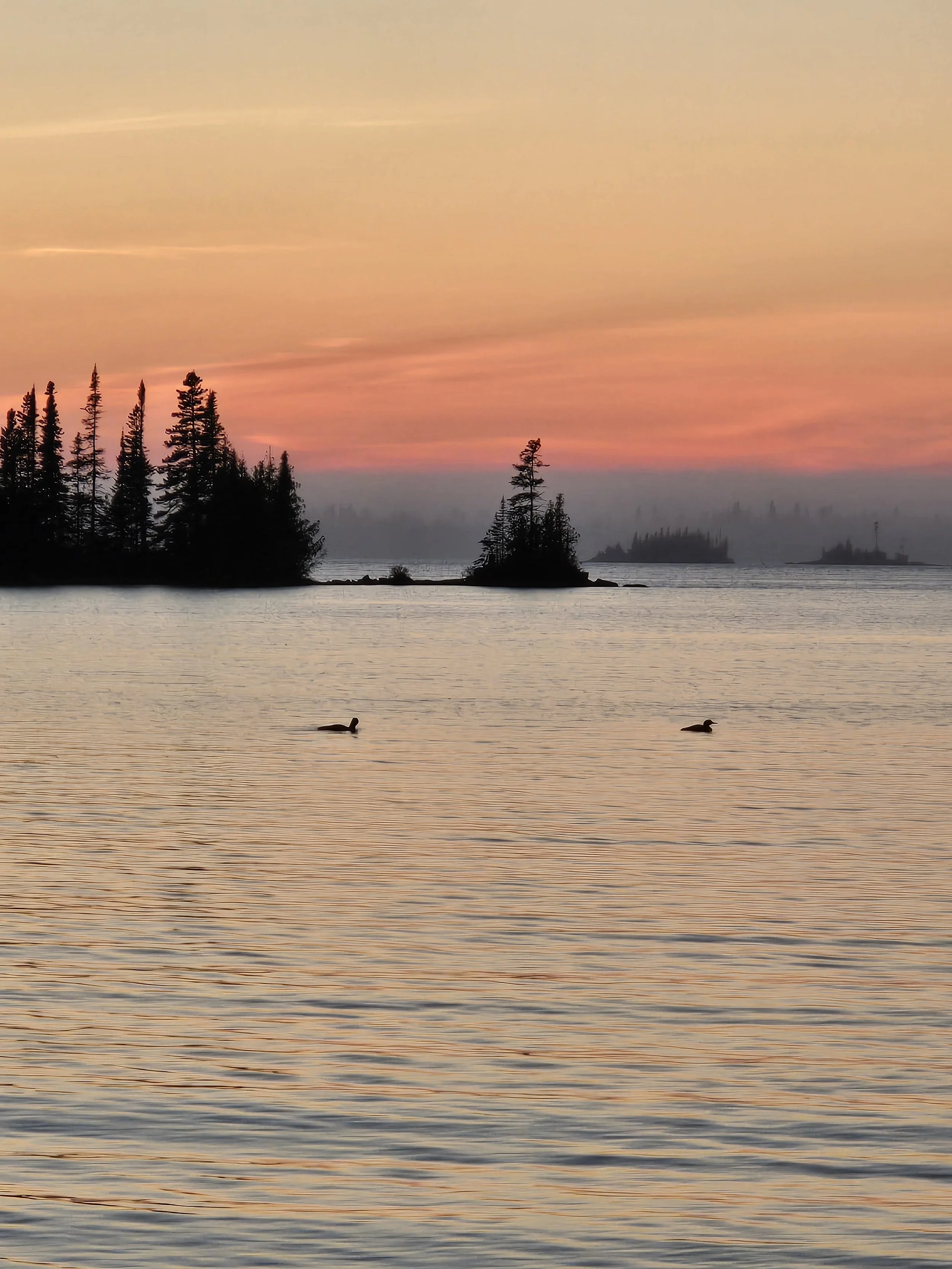 Lane Cove Loons at Sunset, by Jacob Wayne Depper