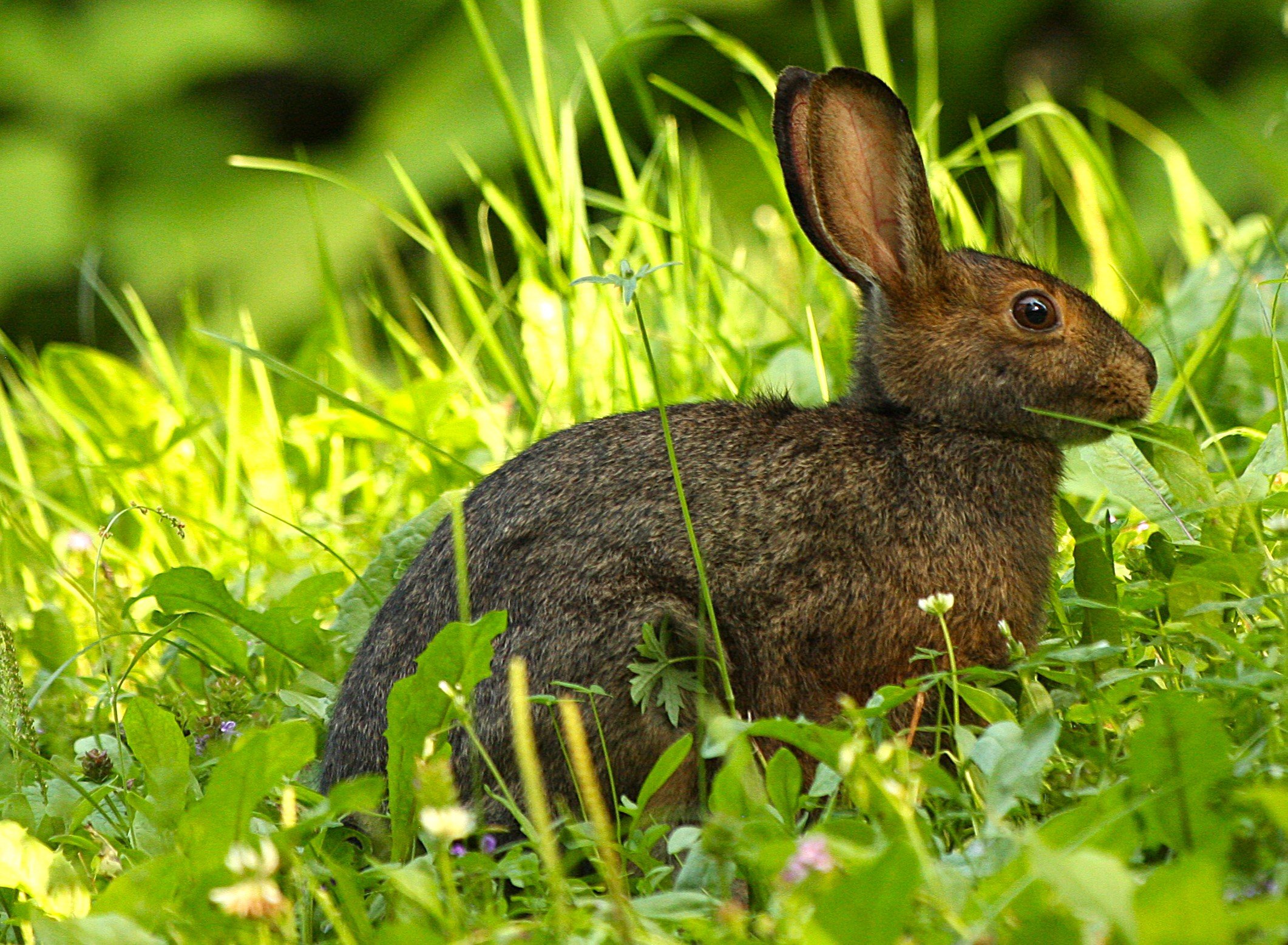A Good Hare Day, by Jenny Wettersten