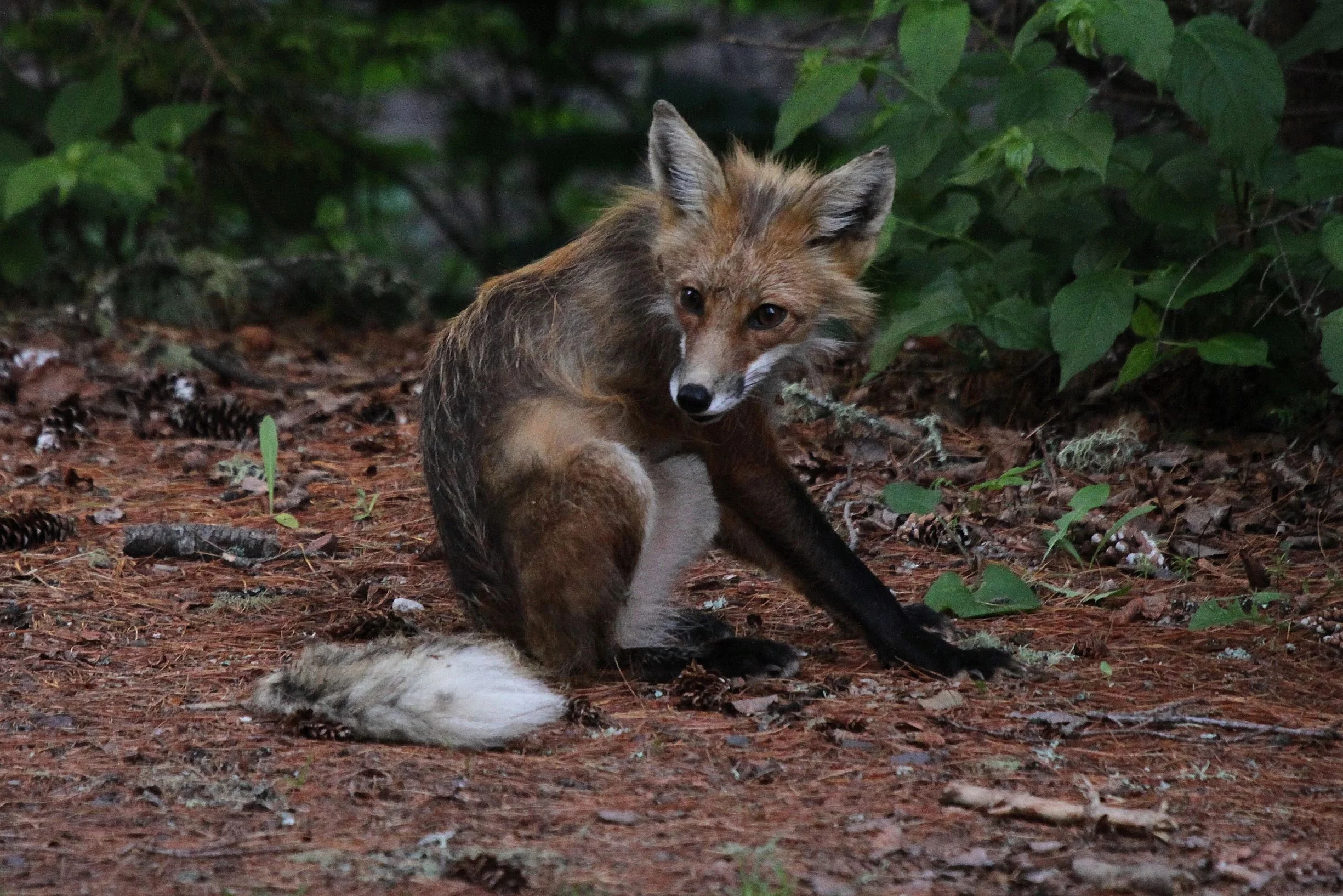 Friendly Fox, by Tom Moxley