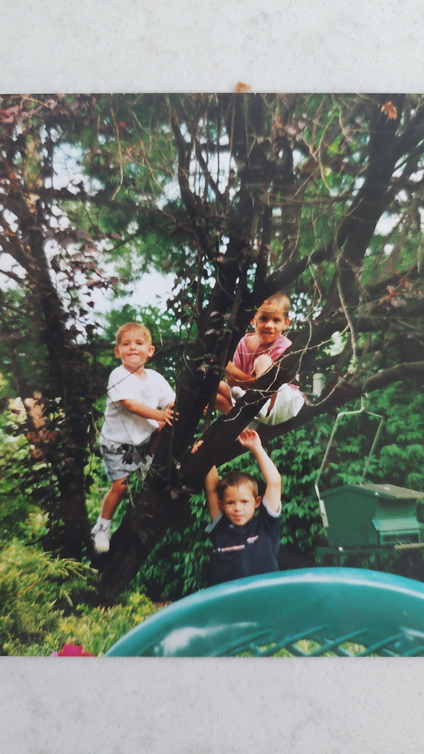 Flynn boys in a tree 2.jpg