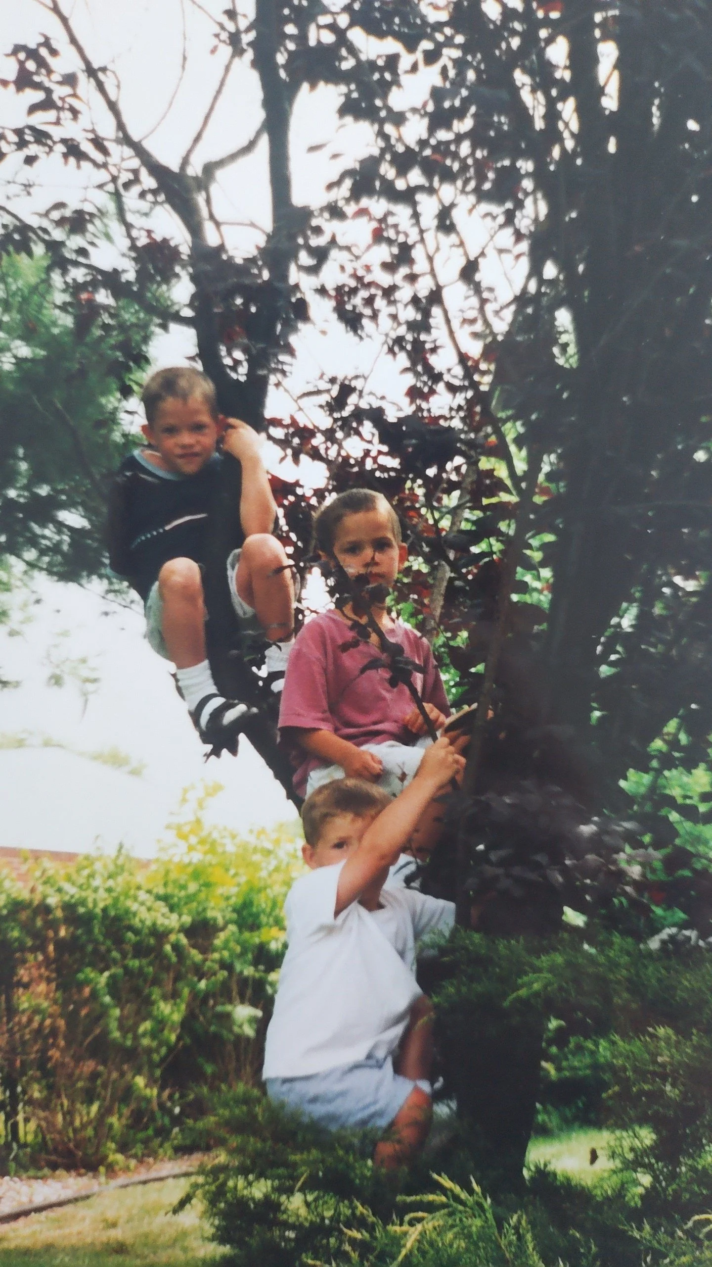 Flynn boys in a tree.jpg