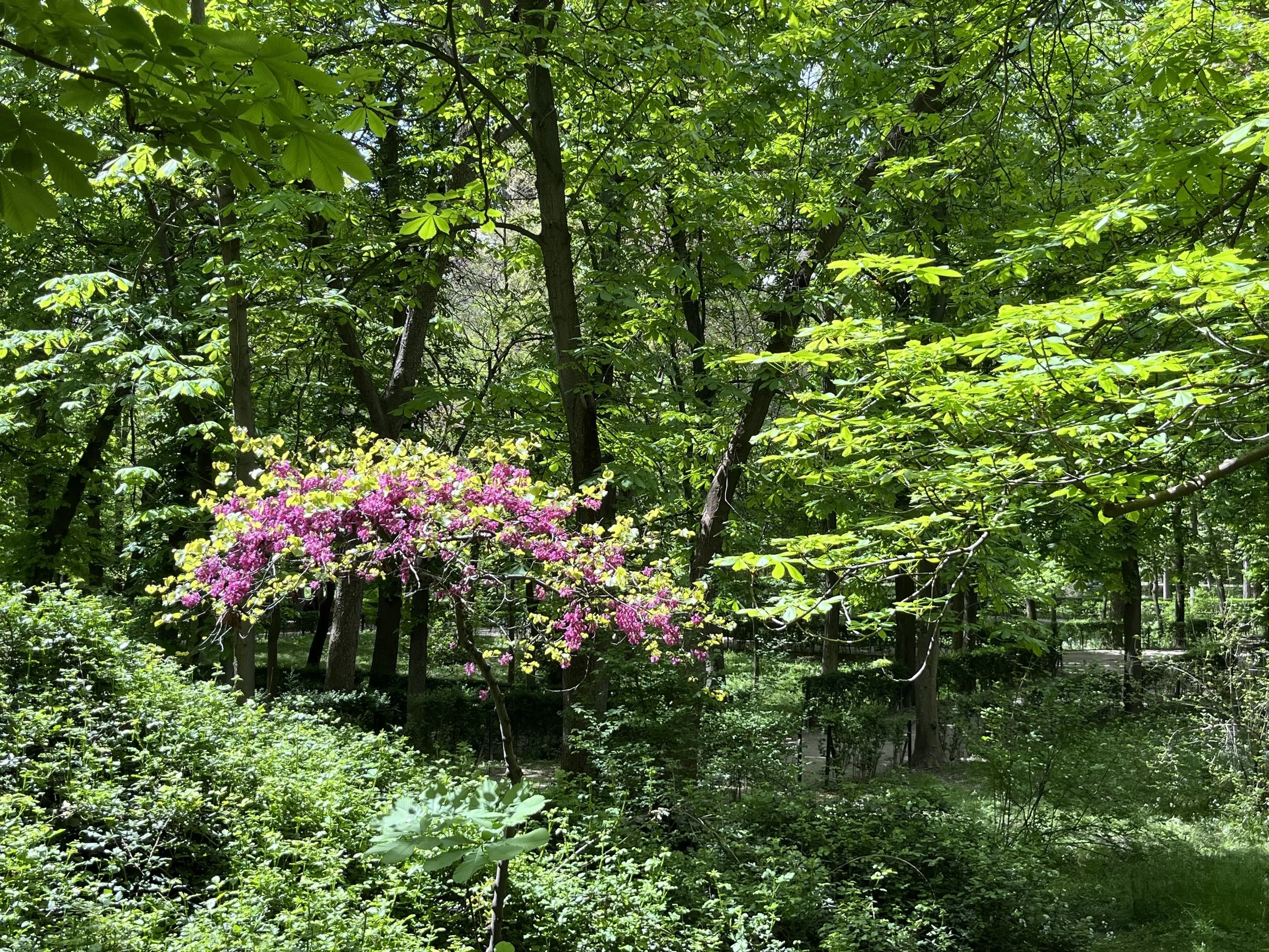 Spring Walk in Retiro Park