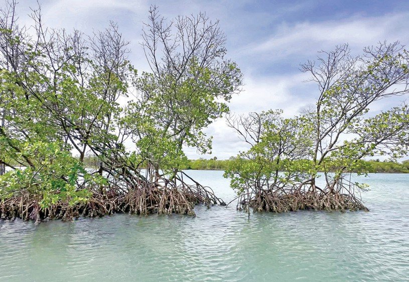 Florida Weekly Mangrove Photo.jpeg