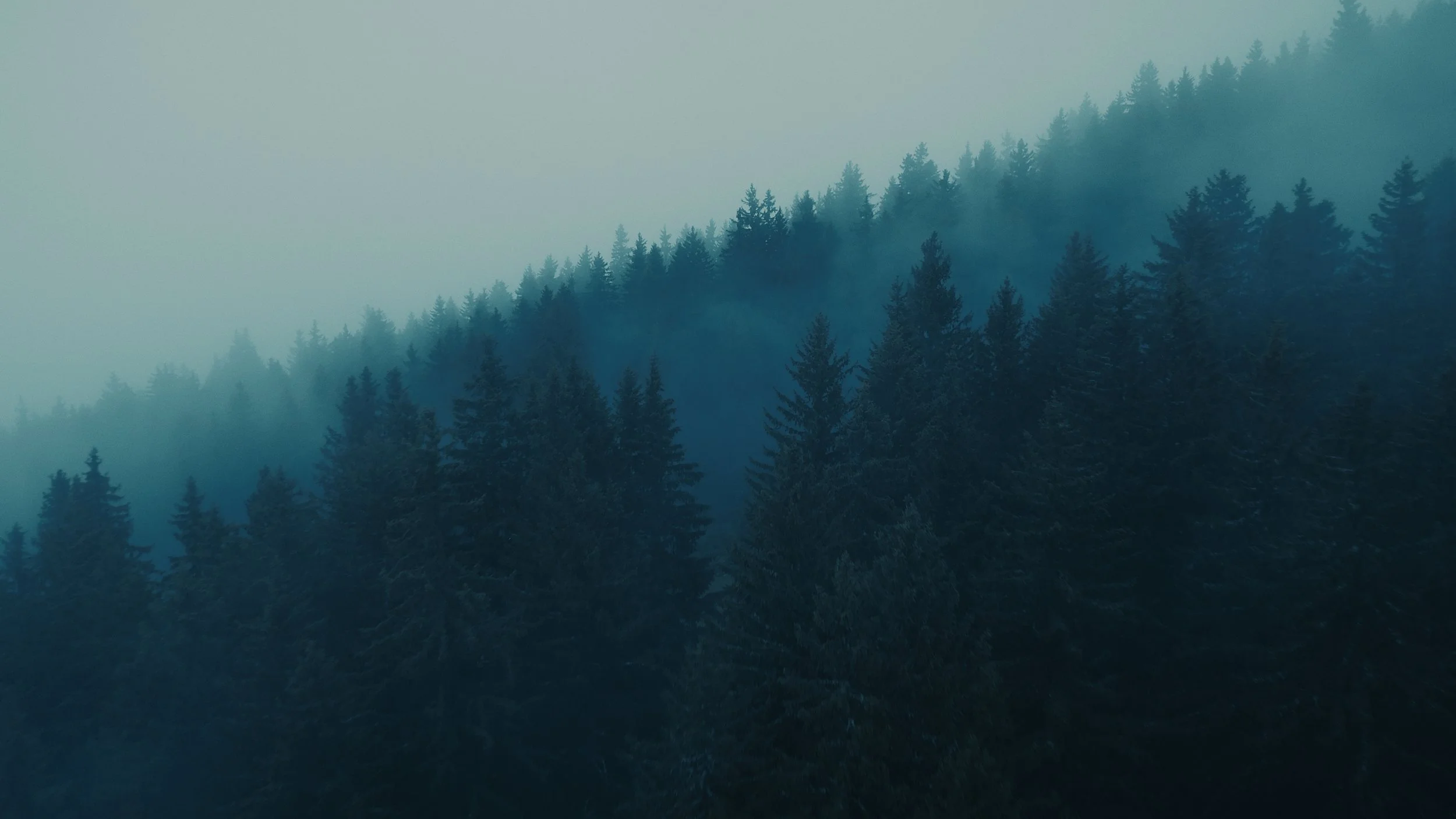 Etalonnage de Kevin Rocha. Forêt dense avec des arbres enneigés et une brume bleutée dans l'air.