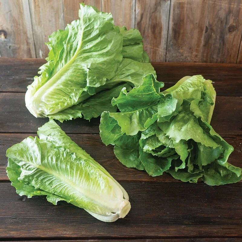 Lettuce | Romaine - 6 Pack