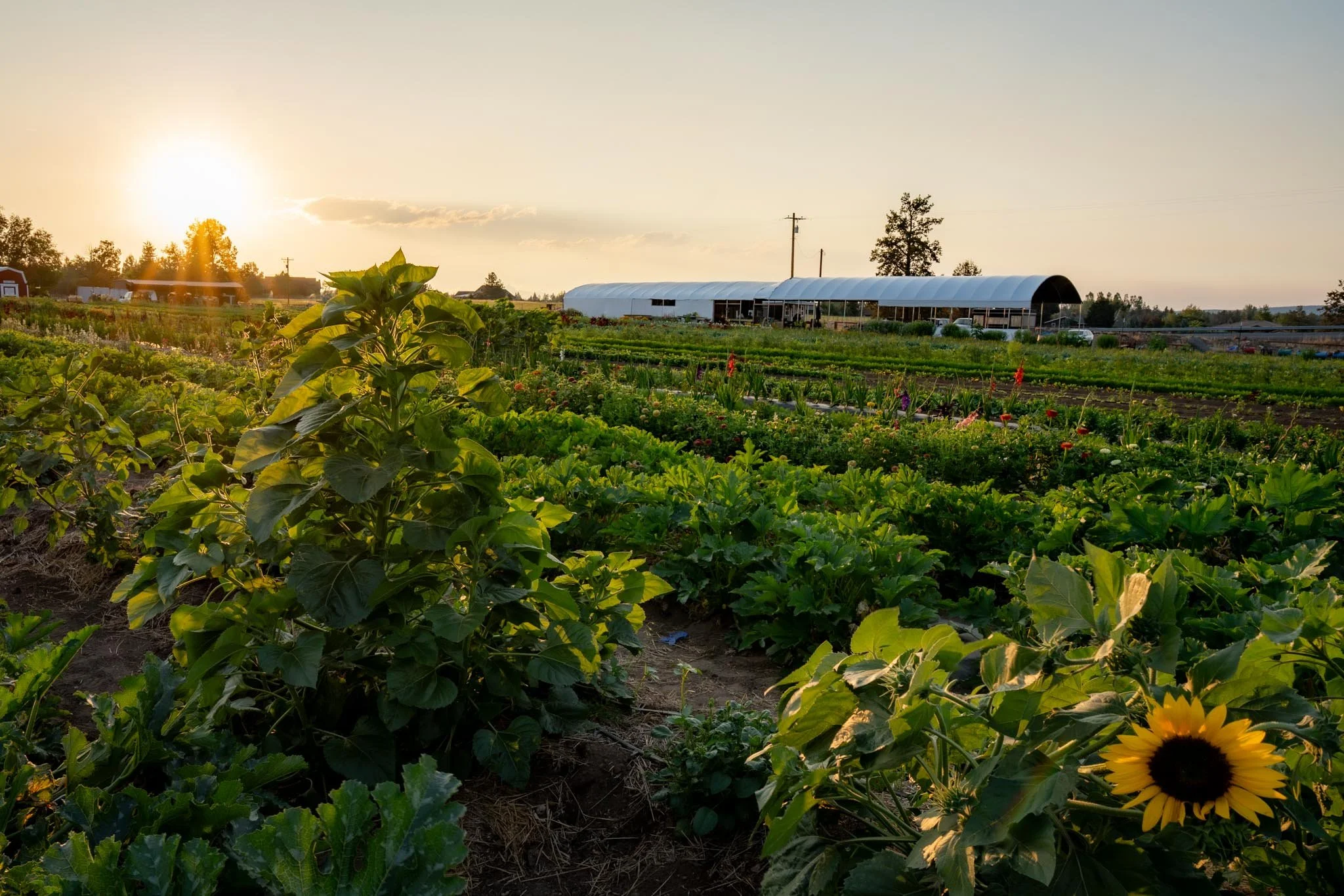 U-PICK Fields Blooming