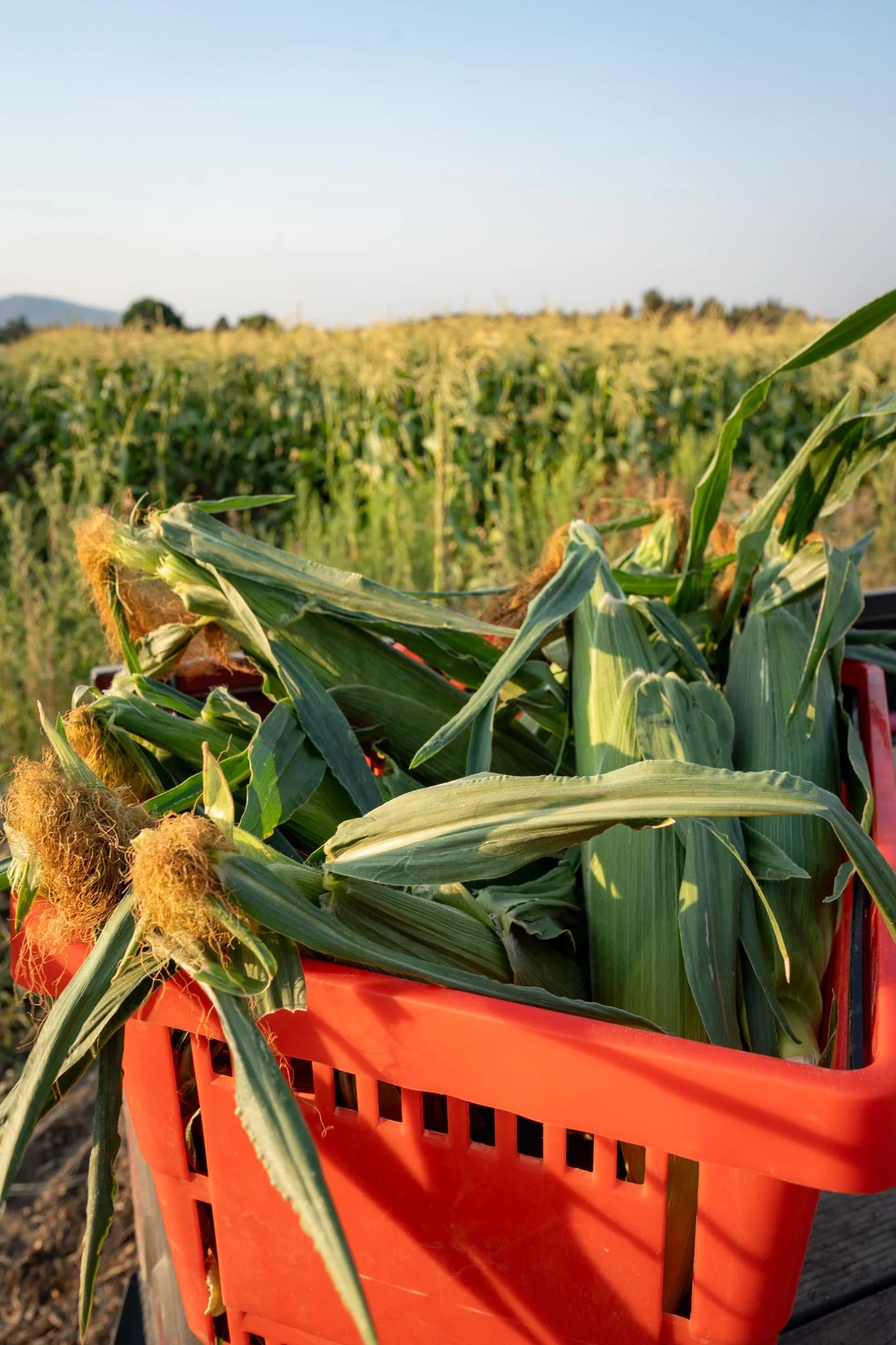 Sweet Corn Harvest