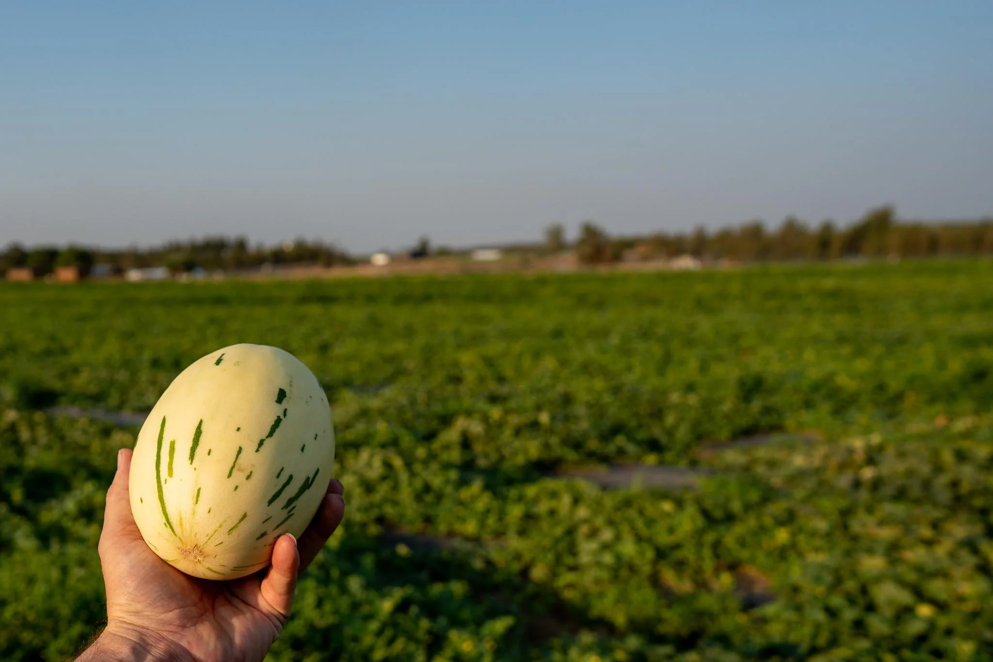 Here come the MELONS!