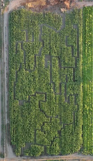 Sunflower Maze