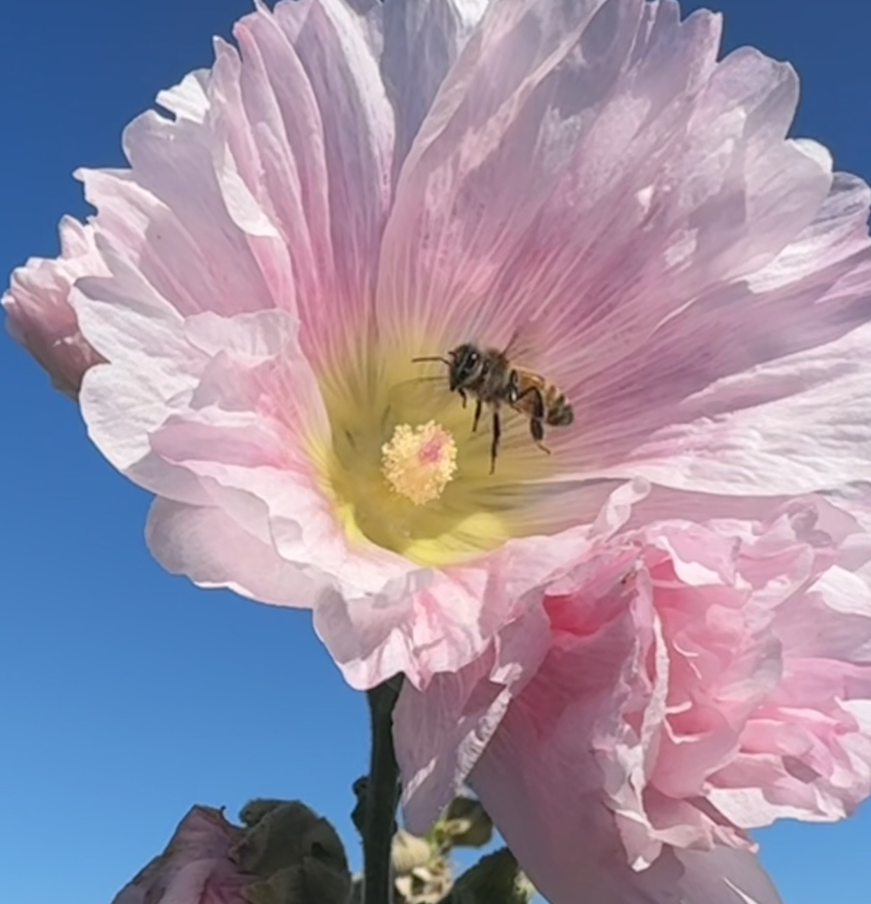 The Buzzing Bees forging food on the Farm