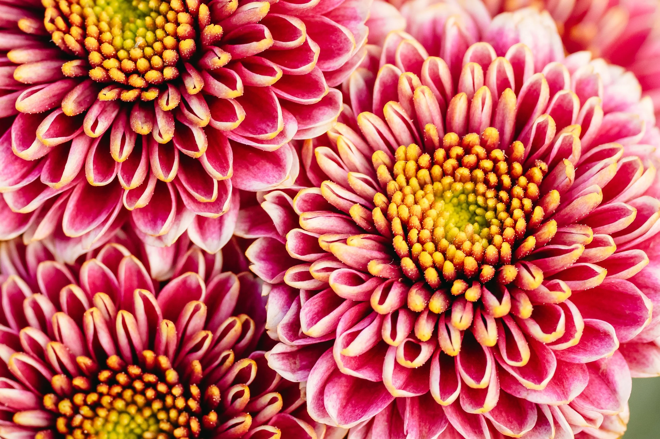 Local photographer Elise Sauders stopped in for a visit and brought her eye for brilliant colors and connecting everything around us.  
Visit her website to learn more about connected storytelling for family, newborn and motherhood photos.