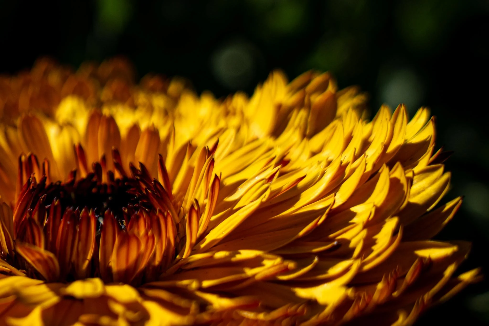 DSC03636.jpg