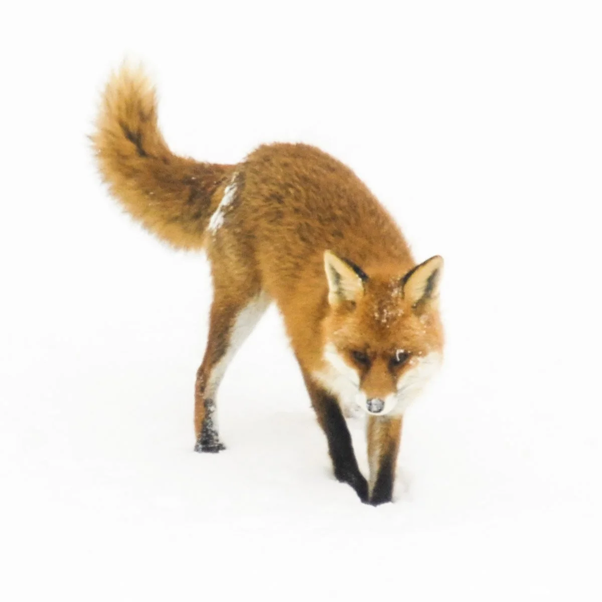 Kleines Schwarzes 0009. Fuchs im Schnee - einmalig - Serie Bild 3/9