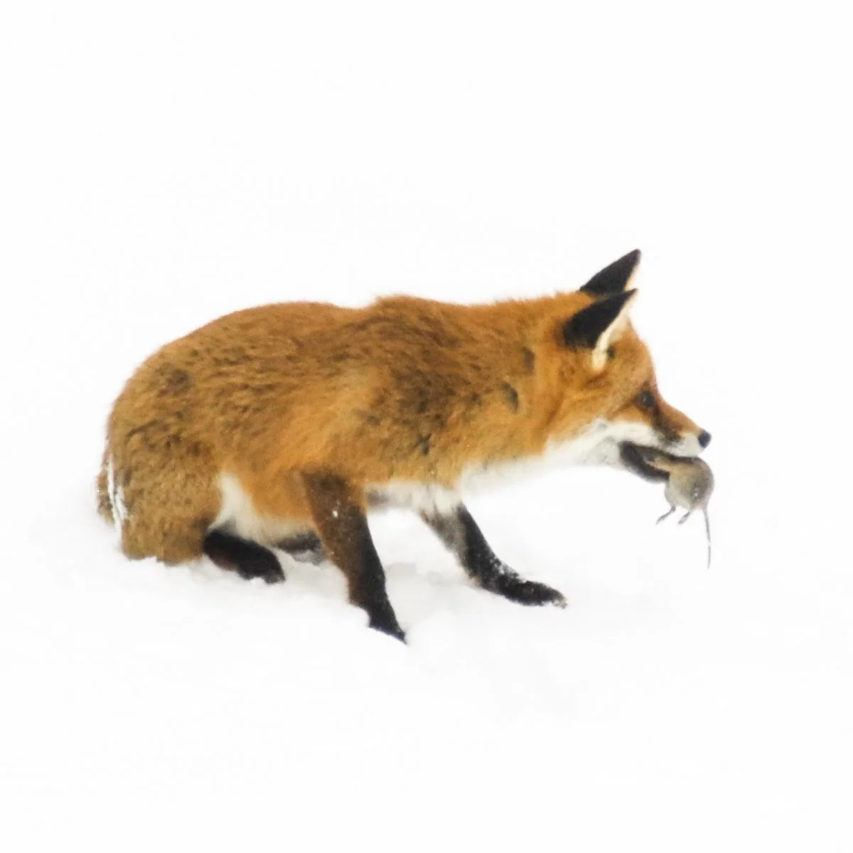 Kleines Schwarzes 0015. Fuchs im Schnee - einmalig - Serie Bild 9/9