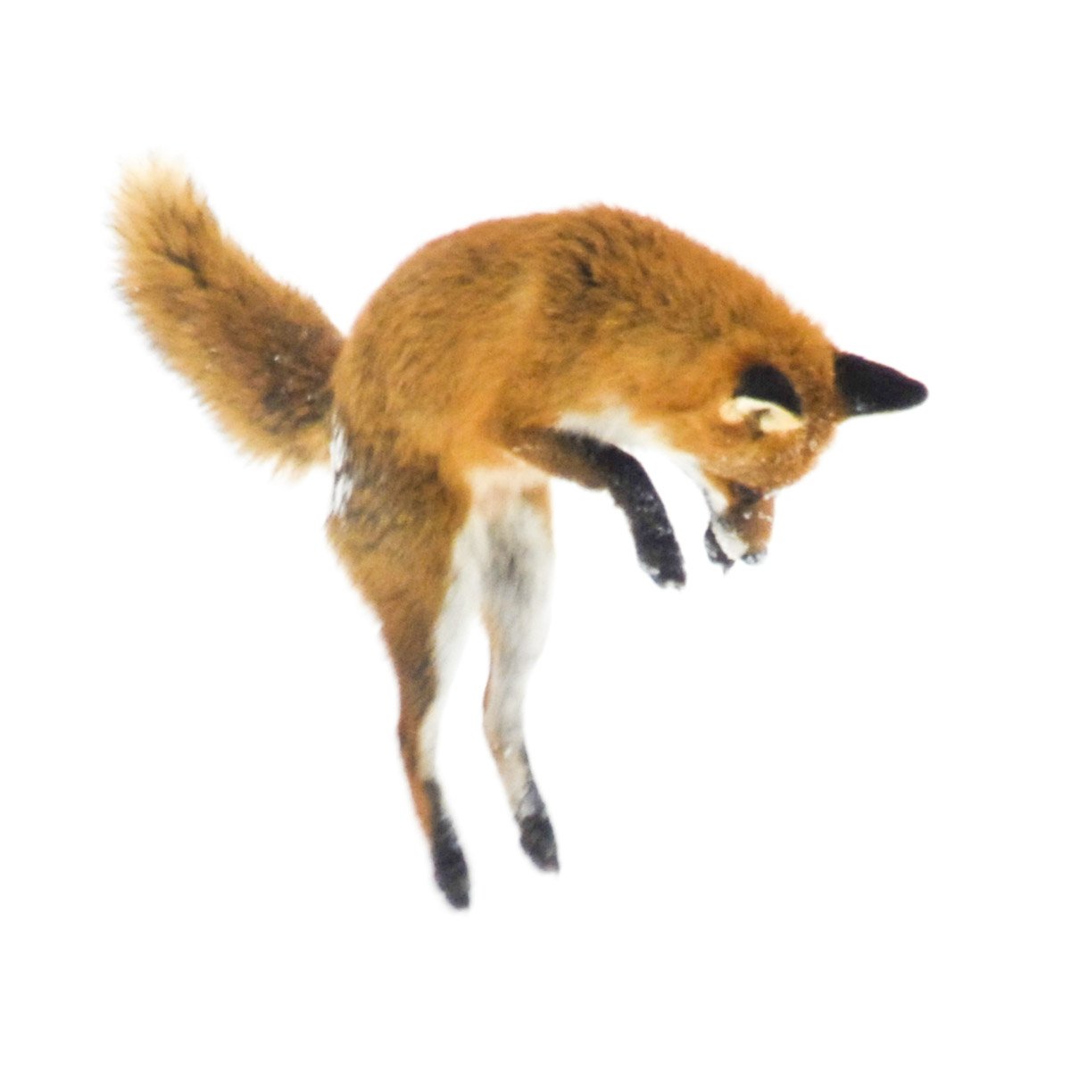 Kleines Schwarzes 0012. Fuchs im Schnee - einmalig - Serie Bild 6/9