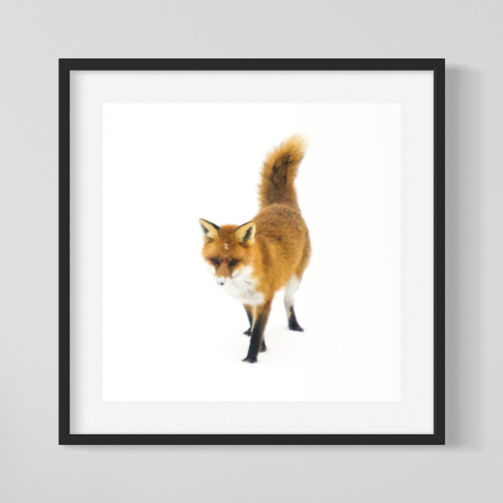 Fuchs & Art - Rotfuchs bei der Mausjagd 1