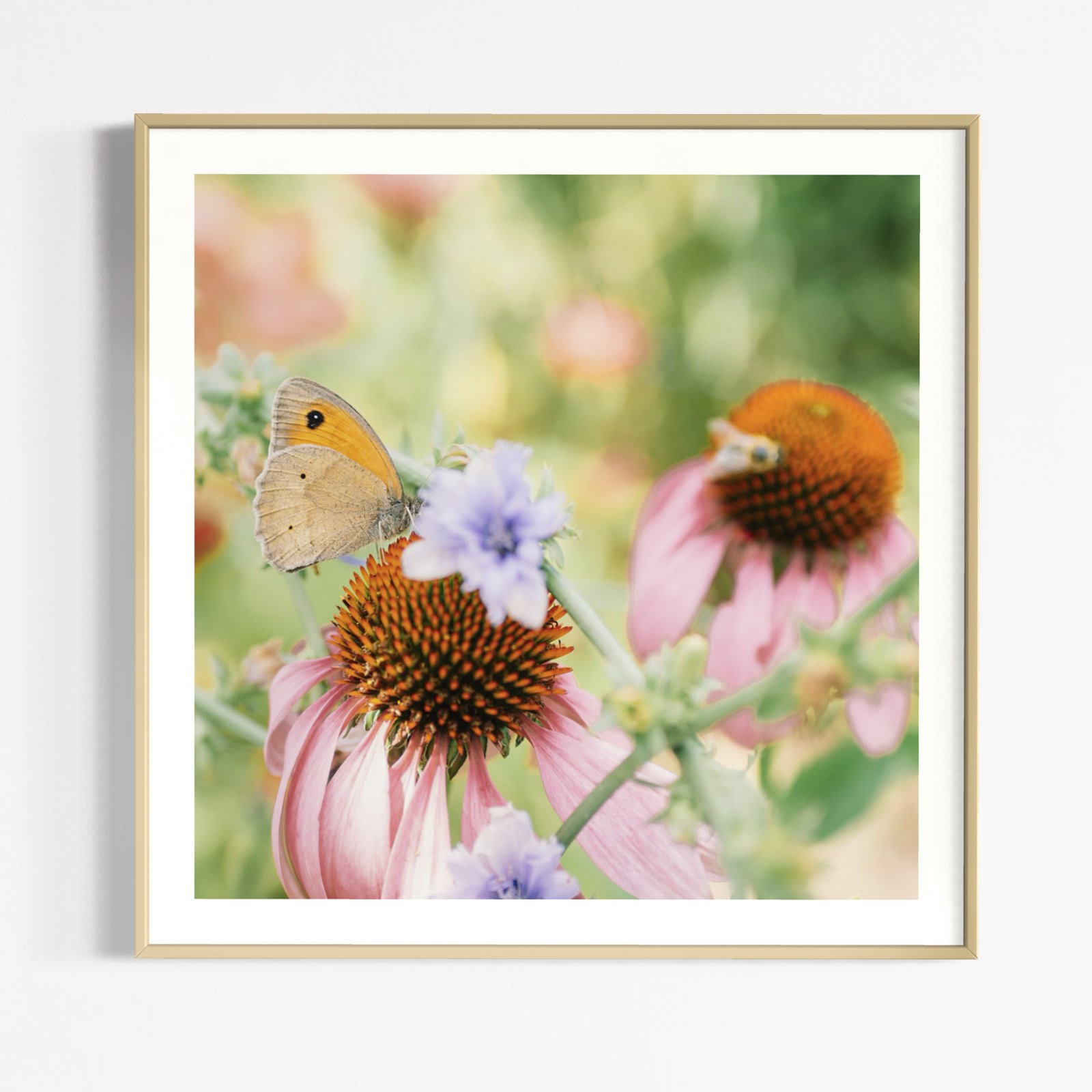 Flower Art im Quadrat - Schweiz Botanischer Garten Grüningen Kleines Ochsenauge (Hyponephele lycaon) auf Echinacea
