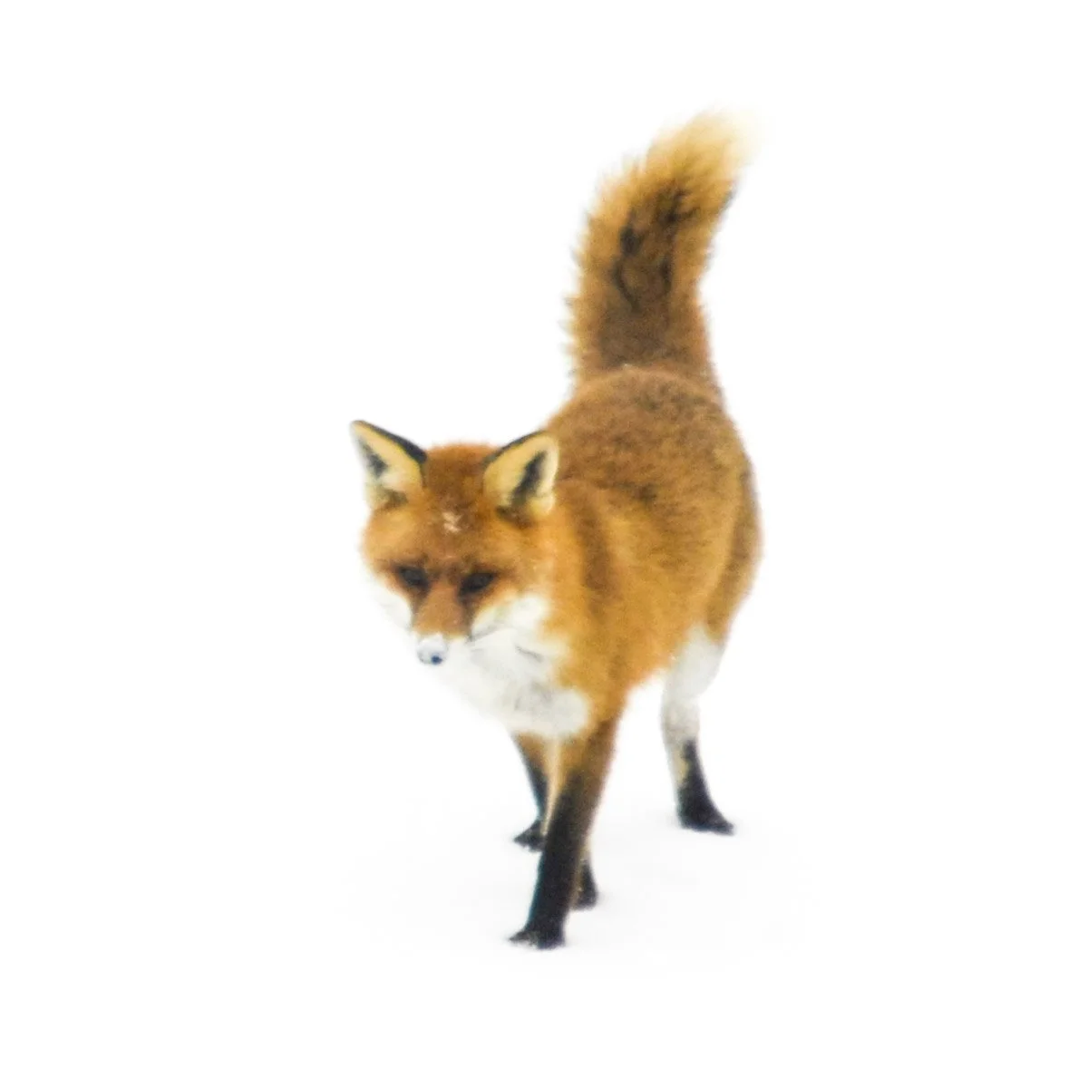 Kleines Schwarzes 0007. Fuchs im Schnee - einmalig - Serie Bild 1/9