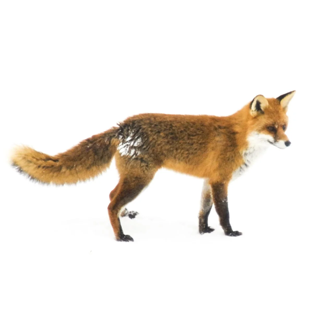 Kleines Schwarzes 0008. Fuchs im Schnee - einmalig - Serie Bild 2/9