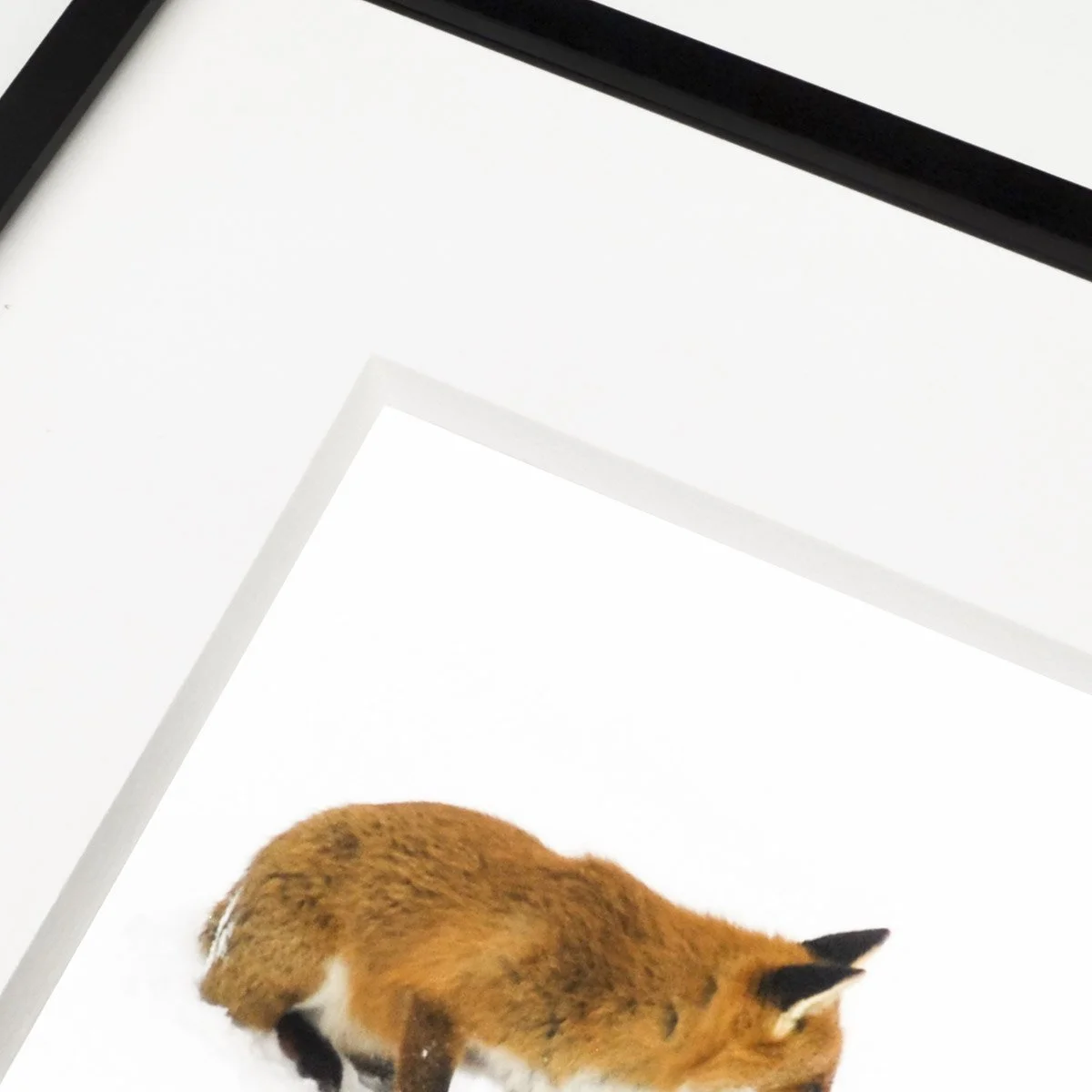 fuchs_kleinesschwarzes-3-8.jpg