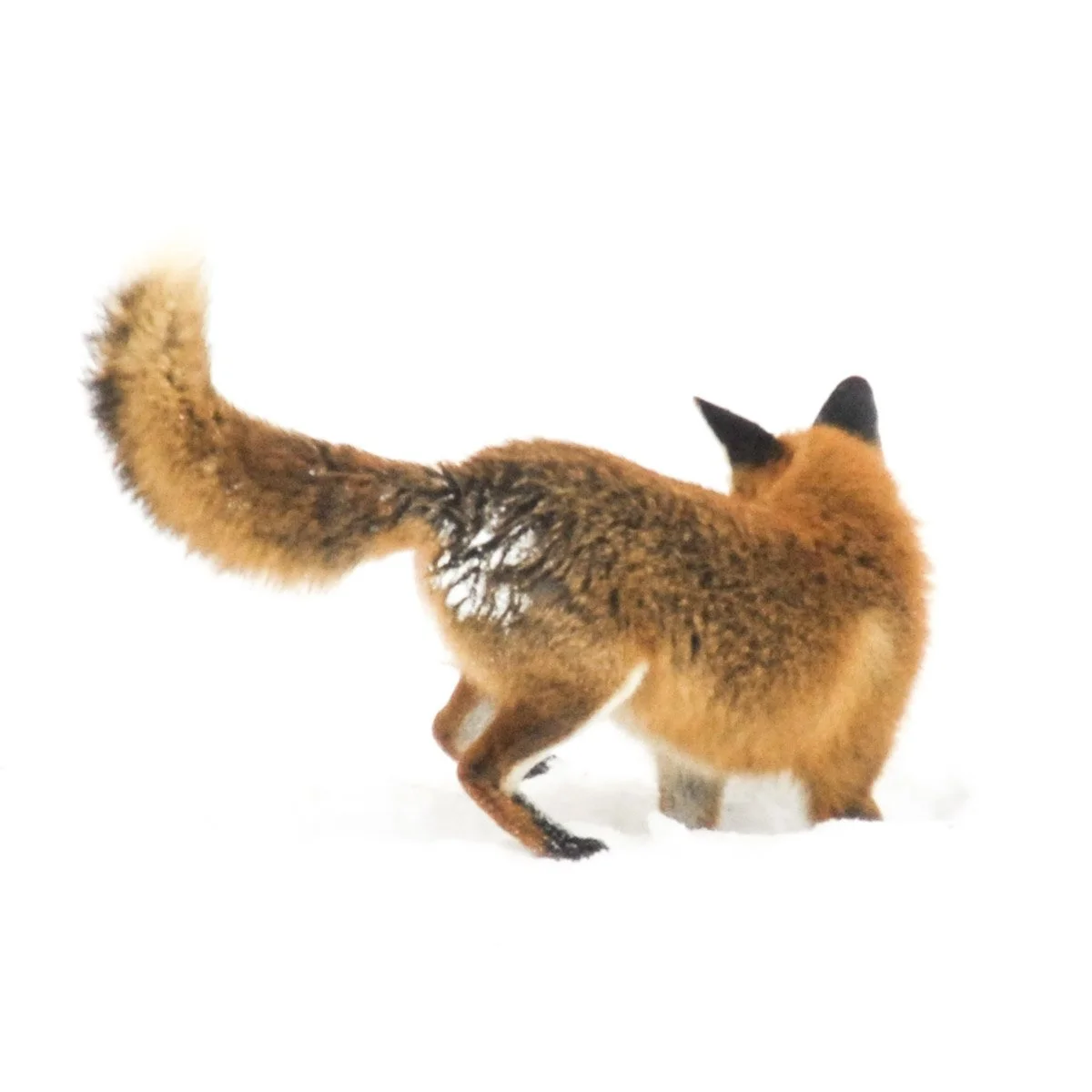 Kleines Schwarzes 0013. Fuchs im Schnee - einmalig - Serie Bild 7/9