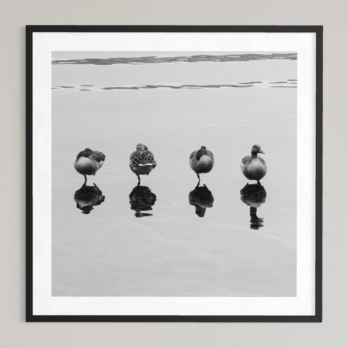 iPhone Art - Schwarzweiss im Quadrat - Gänse im Hallwiler See Beinwil