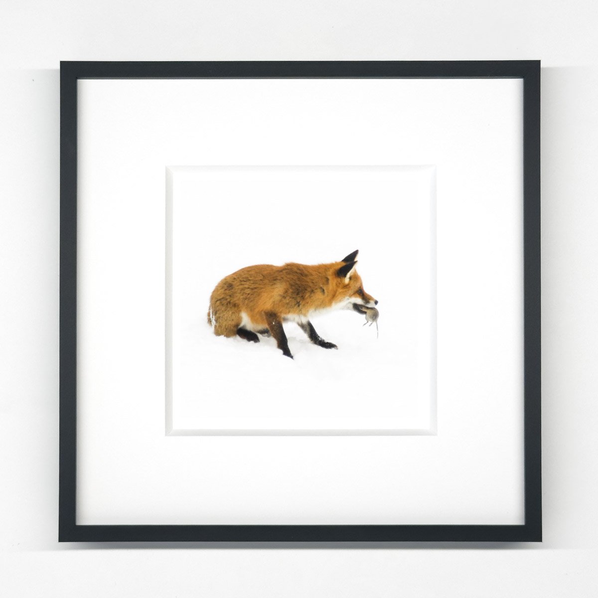 fuchs_kleinesschwarzes-2-8.jpg