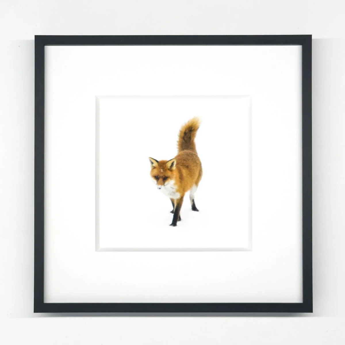 fuchs_kleinesschwarzes-2.jpg