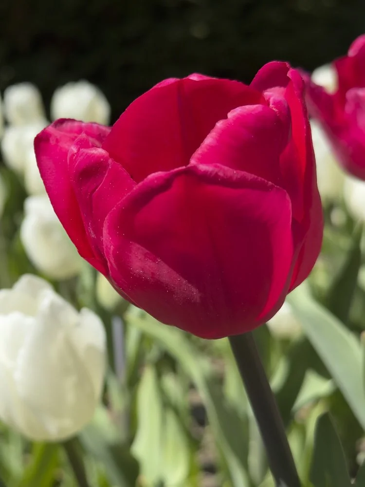 iPhone Fotokurs Botanischer Garten Grüningen