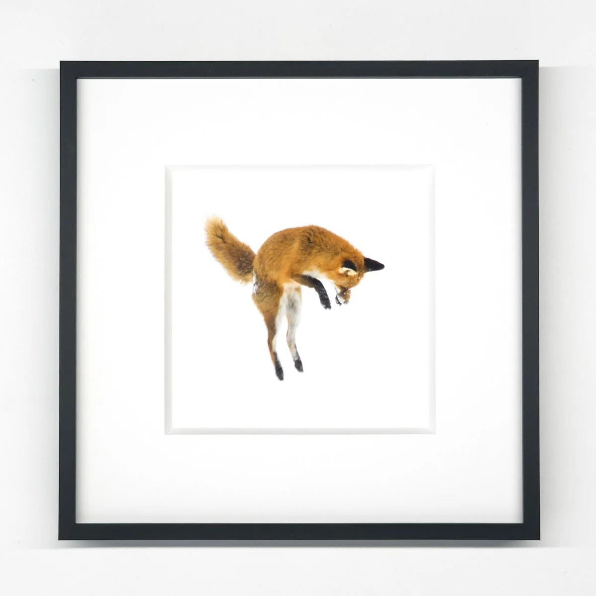 fuchs_kleinesschwarzes-2-6.jpg