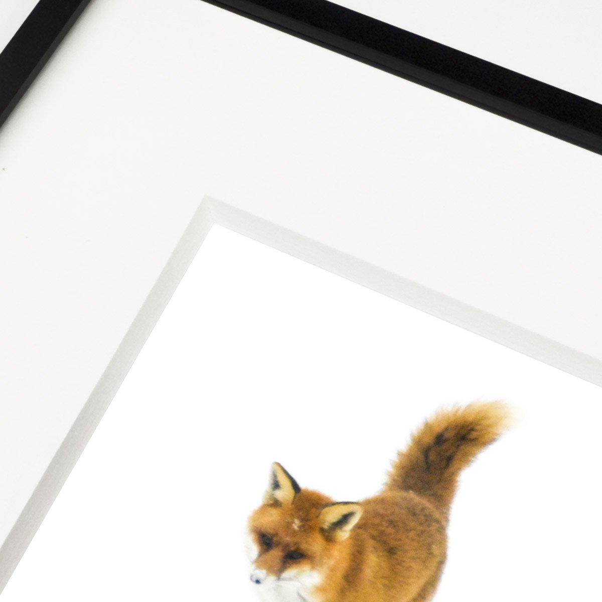 fuchs_kleinesschwarzes-3.jpg