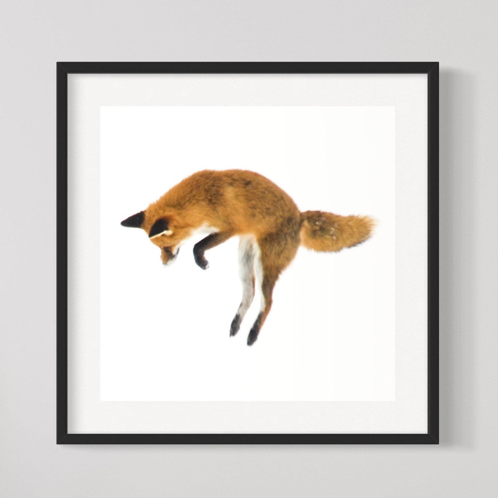 Fuchs & Art - Rotfuchs bei der Mausjagd 4