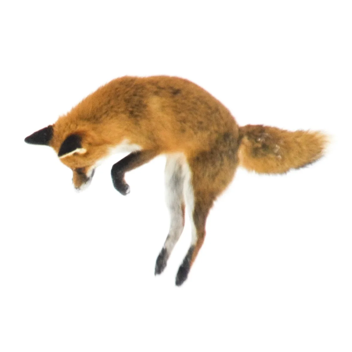 Kleines Schwarzes 0010. Fuchs im Schnee - einmalig - Serie Bild 4/9
