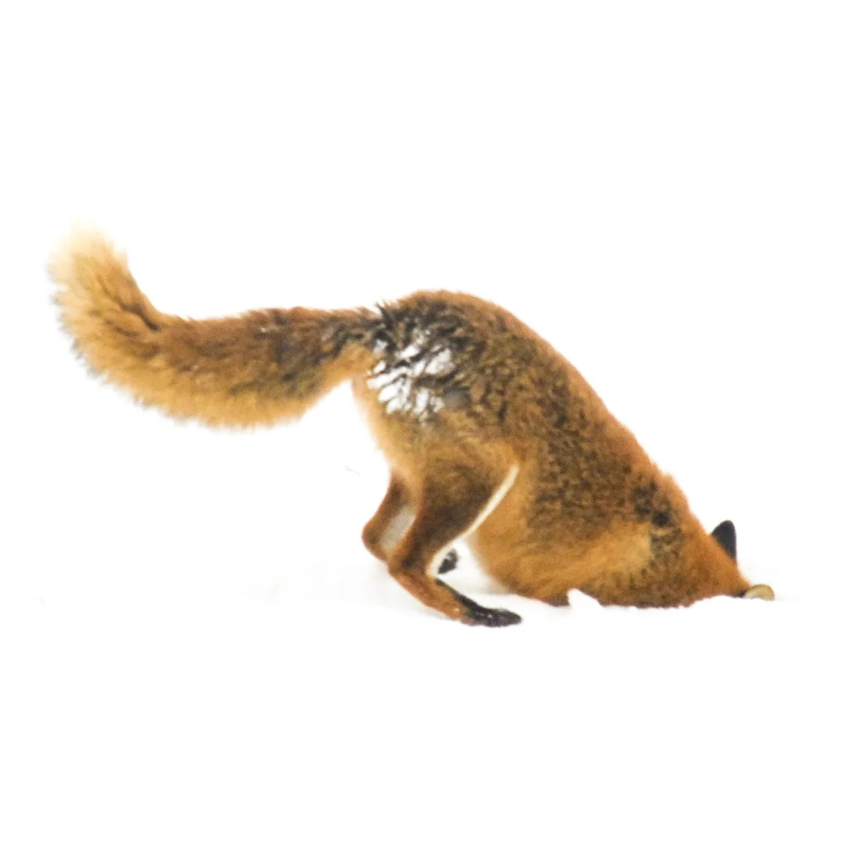 fuchs_kleinesschwarzes-08.jpg