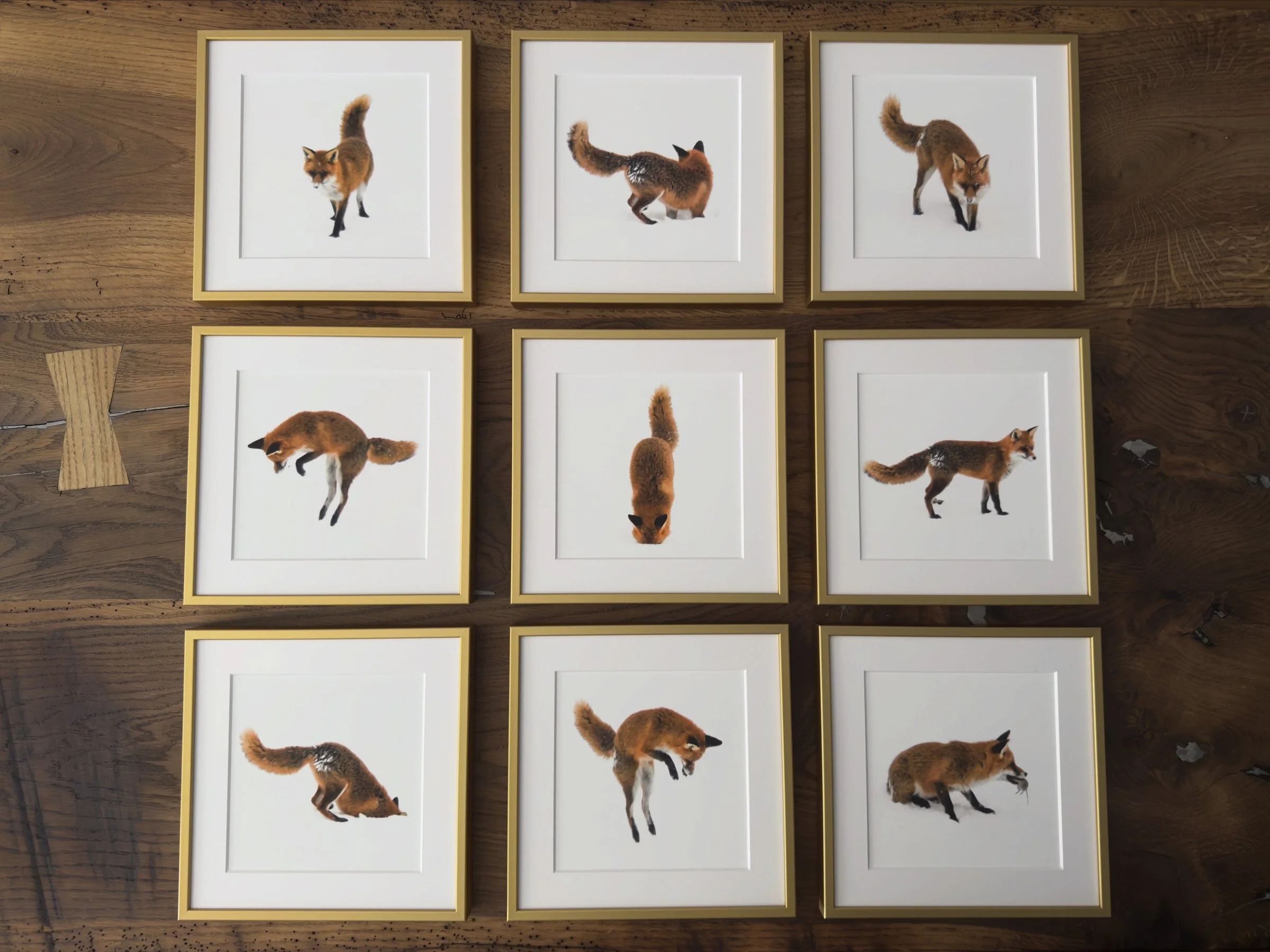 goldfuchs-2.jpg