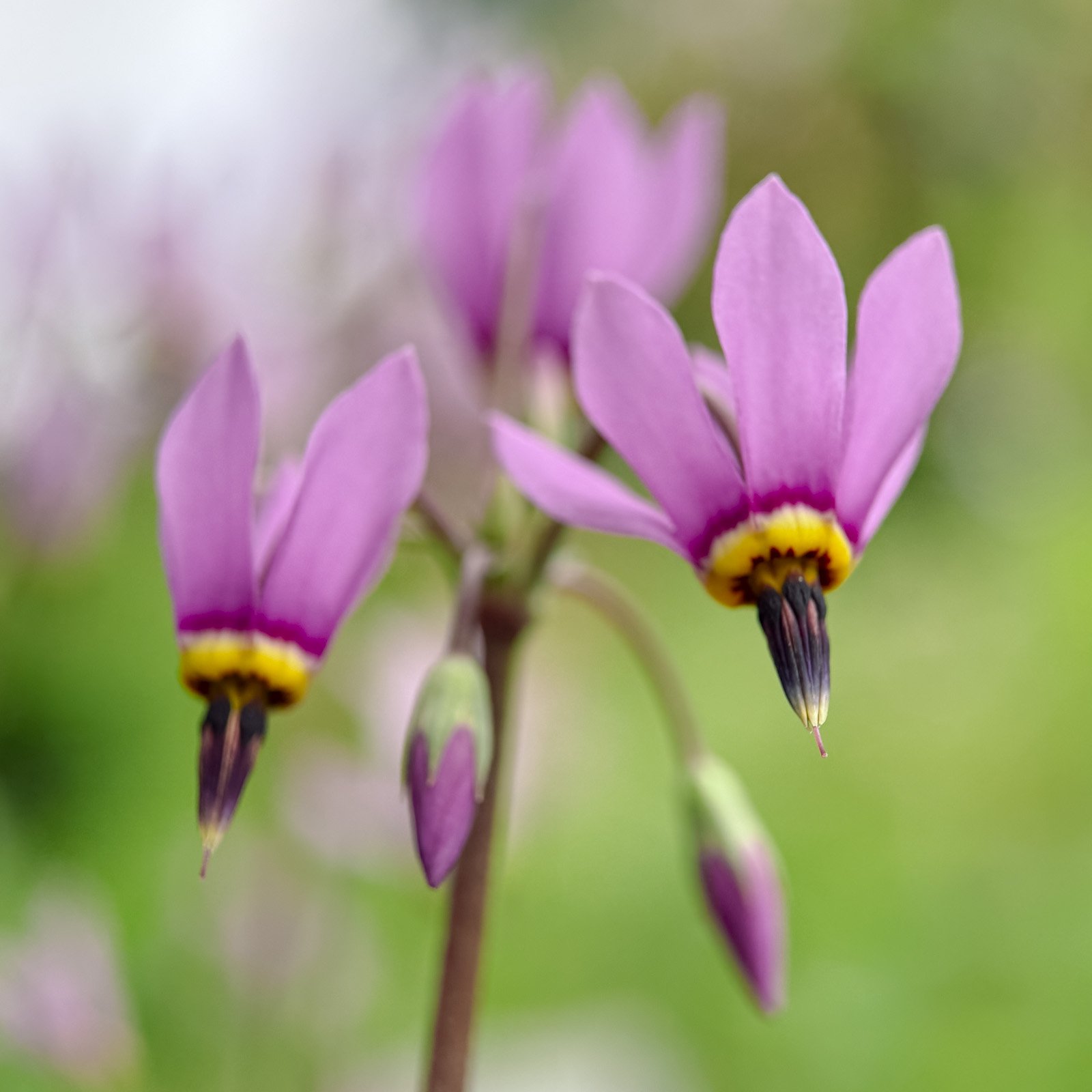 Dodecatheon meadia, Sternschnuppenblume,
Götterblume - Flower Art
