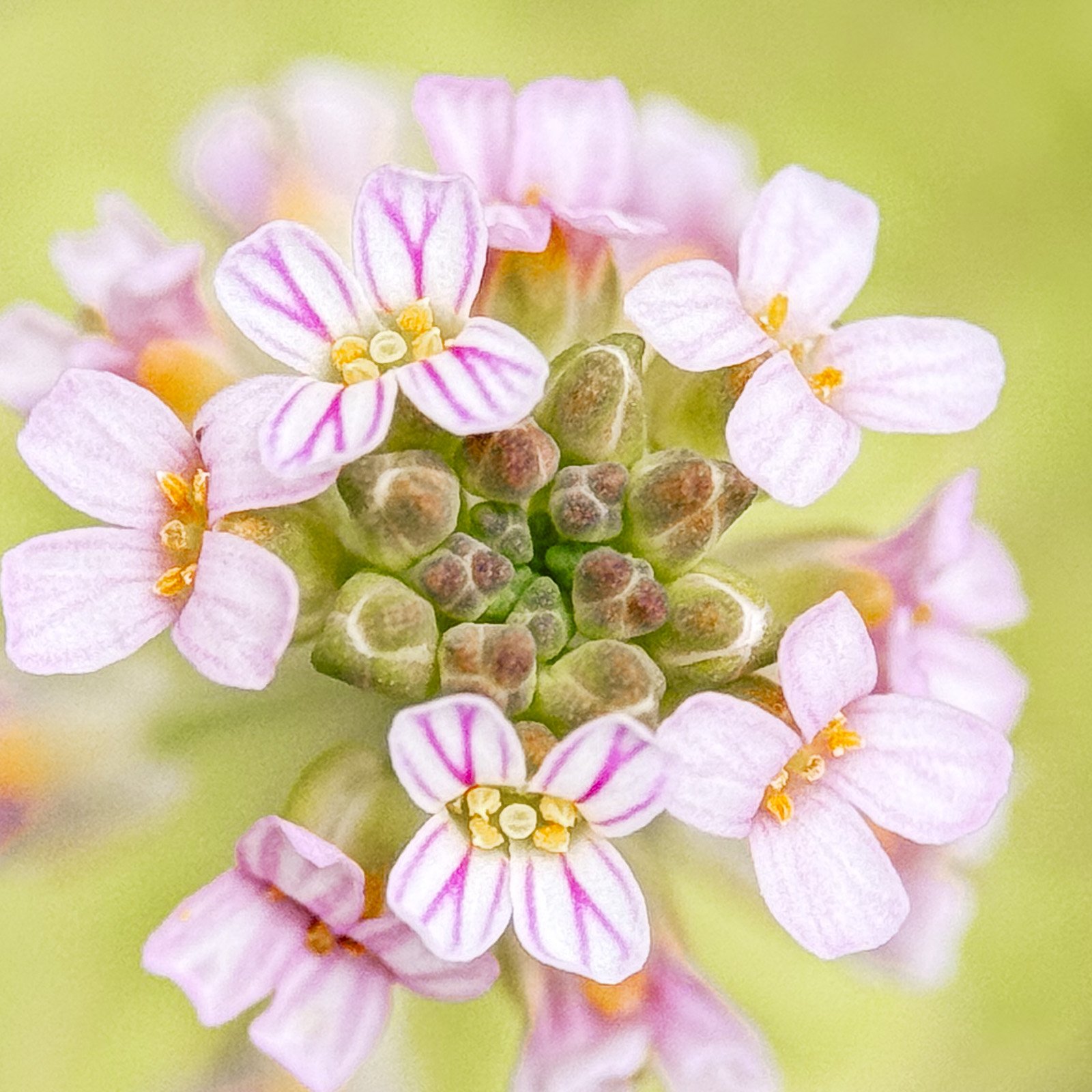 Steintäschel Aethionema saxatile - Flower Art
