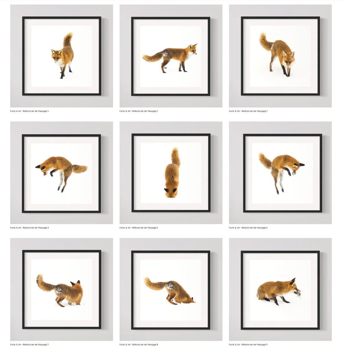 FUCHS im Schnee - 9 Prints auf Büttenpapier im Halbe Magnet-Rahmen in verschiedenen Ausführungen